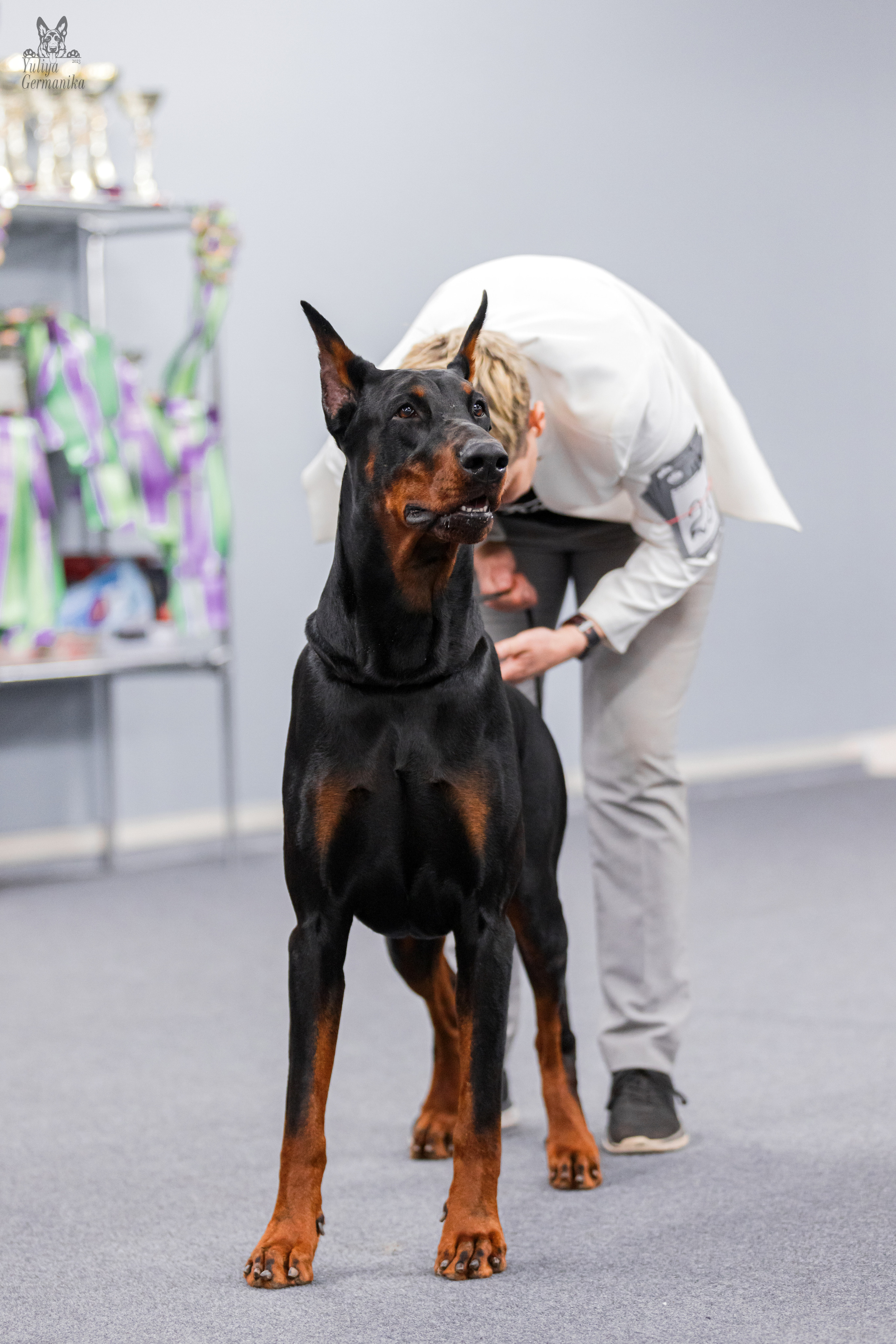 Сфера+доберманы 02.04.2023. Фотограф-анималист Юлия Германика