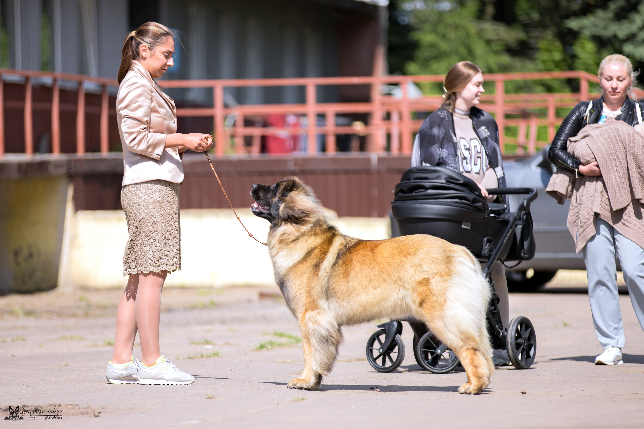 Националка Леонбергеров 28.05.2023. Фотограф-анималист Юлия Германика