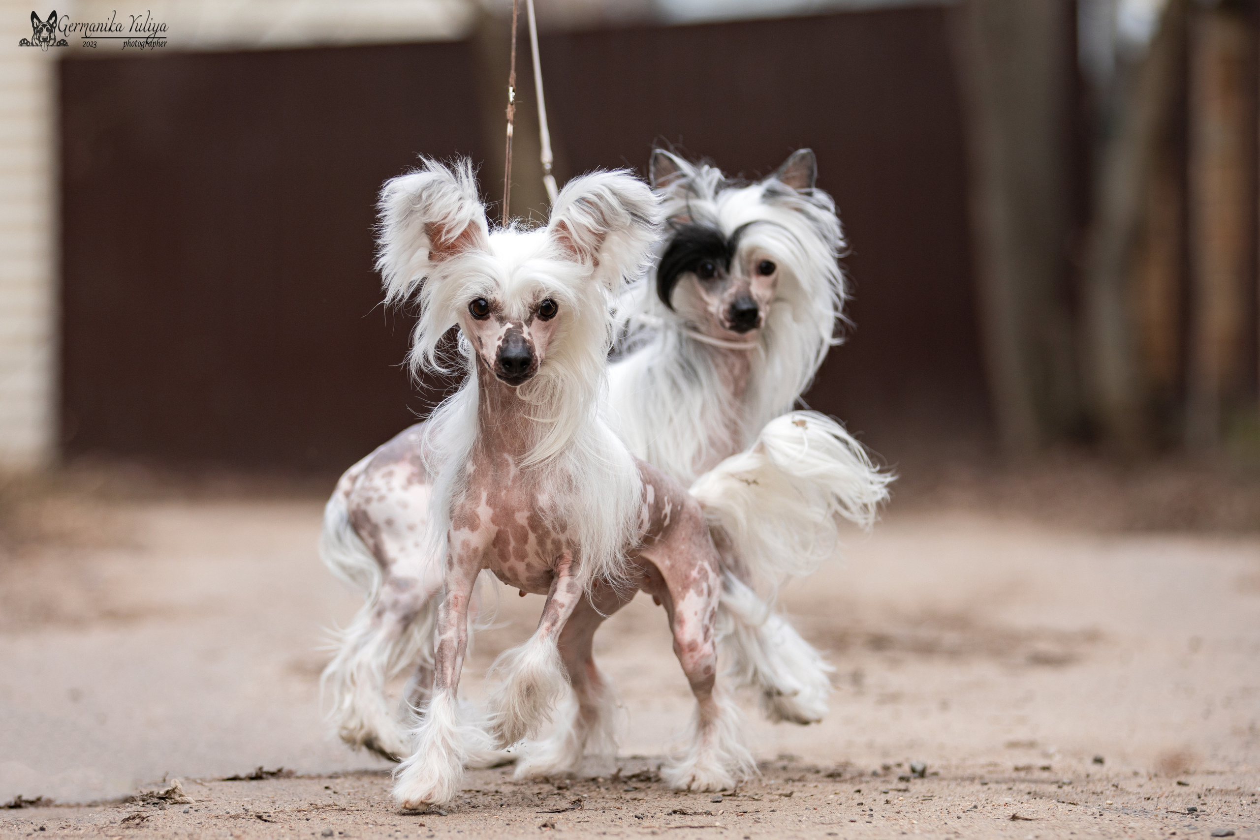 Сфера+МД 8-9.04.2023. Фотограф-анималист Юлия Германика