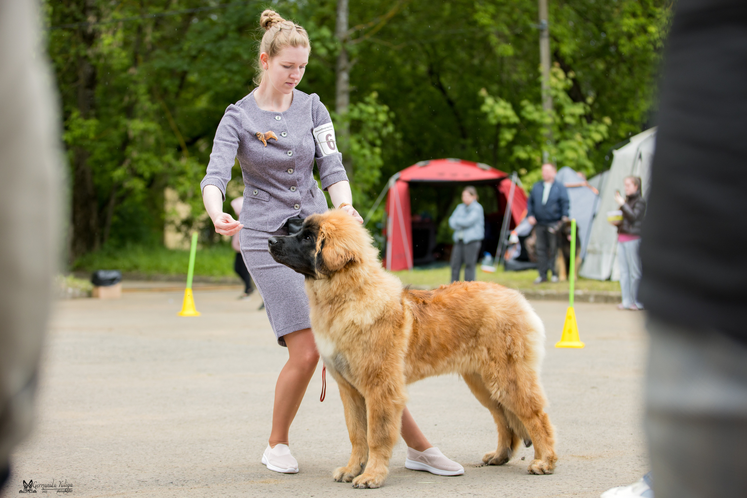 Националка Леонбергеров 28.05.2023. Фотограф-анималист Юлия Германика