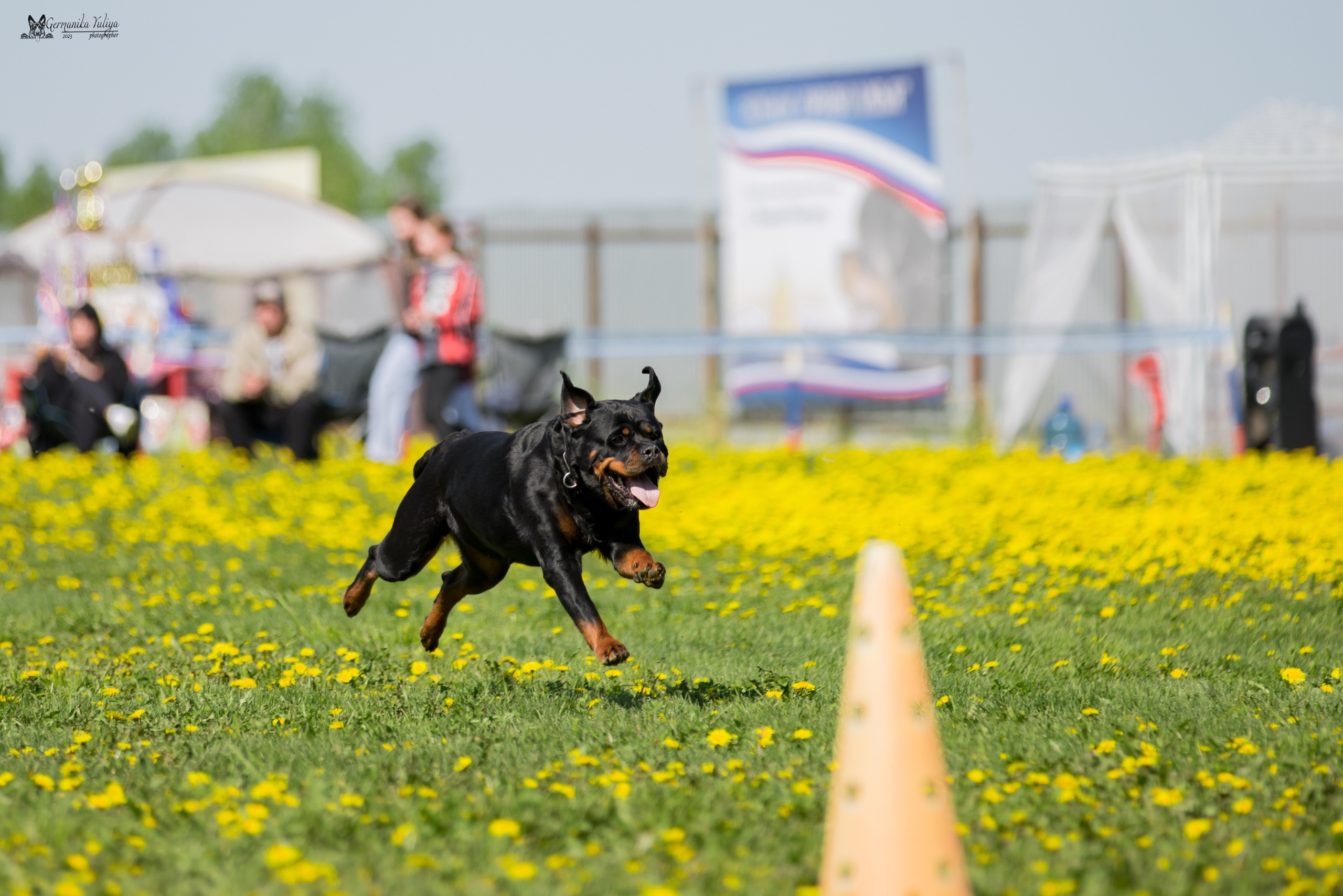 Нижний Новгород моно ротвейлеров 13.05.2023. Фотограф-анималист Юлия Германика