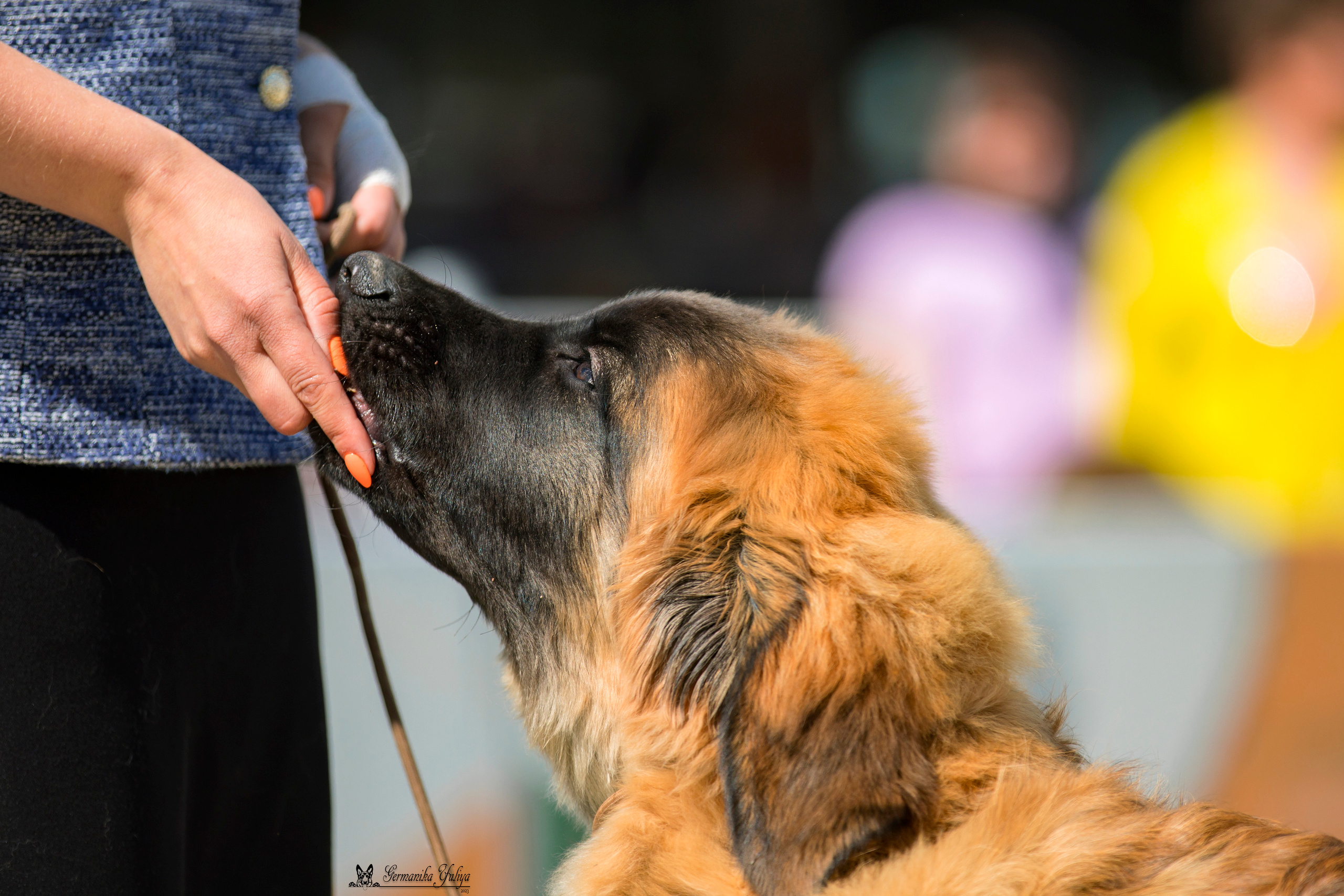 Россия 10-11.06.2023. Фотограф-анималист Юлия Германика