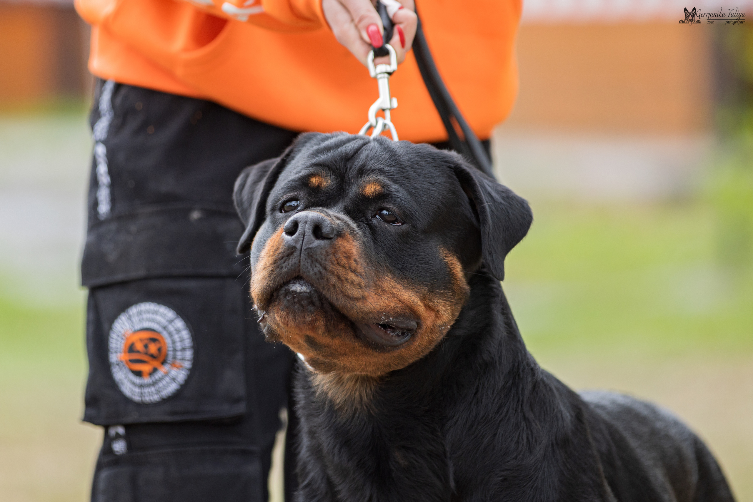 Саратов 2хмоно ротвейлеров 22-23.04.2023. Фотограф-анималист Юлия Германика