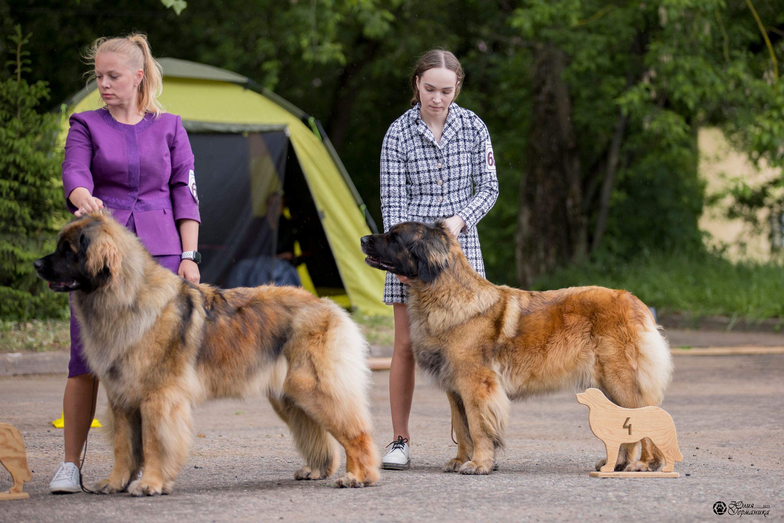 Националка Леонбергеров 28.05.2023. Фотограф-анималист Юлия Германика