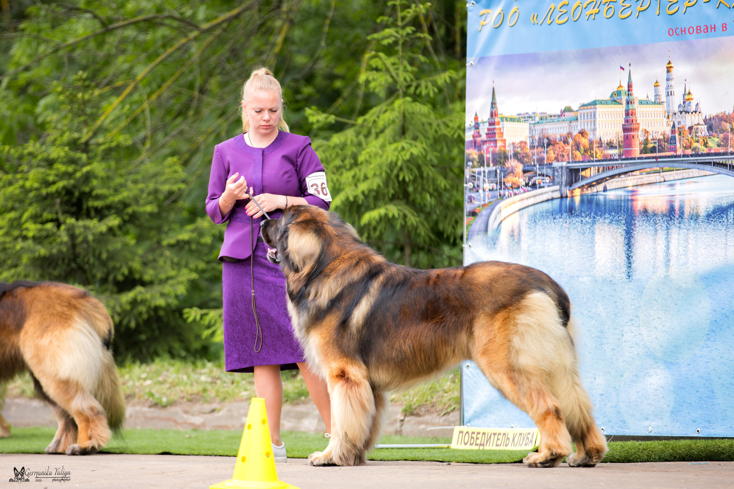 Националка Леонбергеров 28.05.2023. Фотограф-анималист Юлия Германика