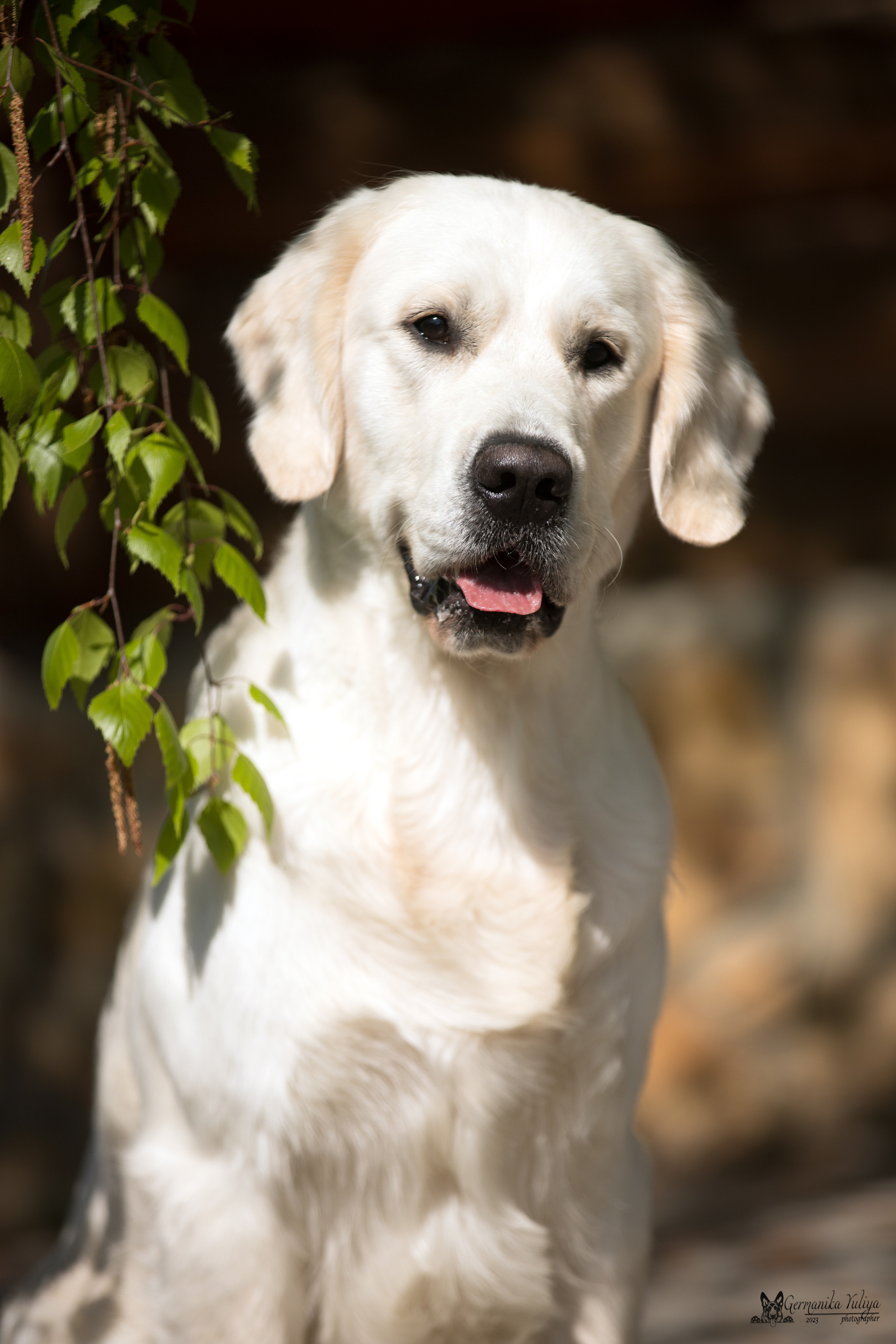 Голдены Саратов 24.04.2023. Фотограф-анималист Юлия Германика