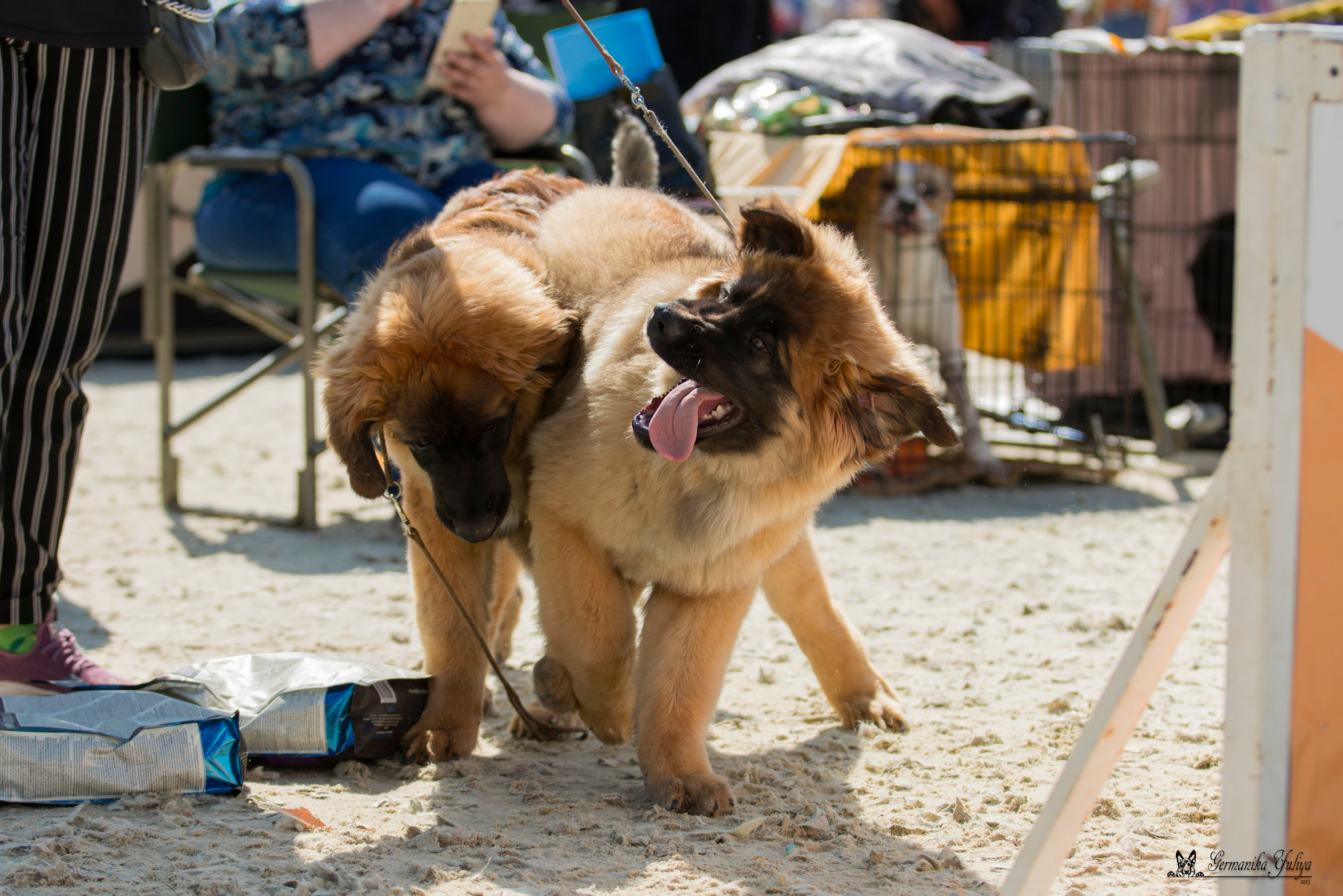 Россия 10-11.06.2023. Фотограф-анималист Юлия Германика