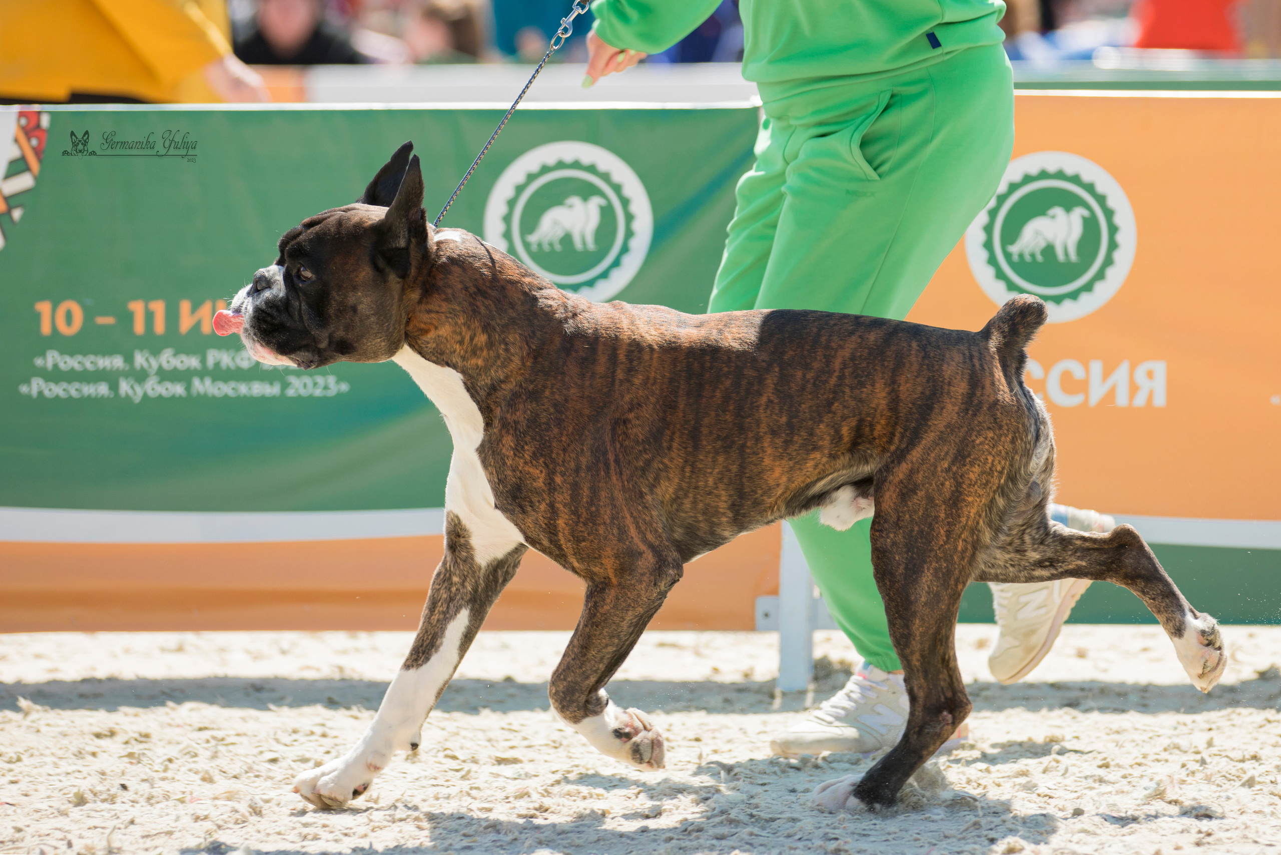 Россия 10-11.06.2023. Фотограф-анималист Юлия Германика