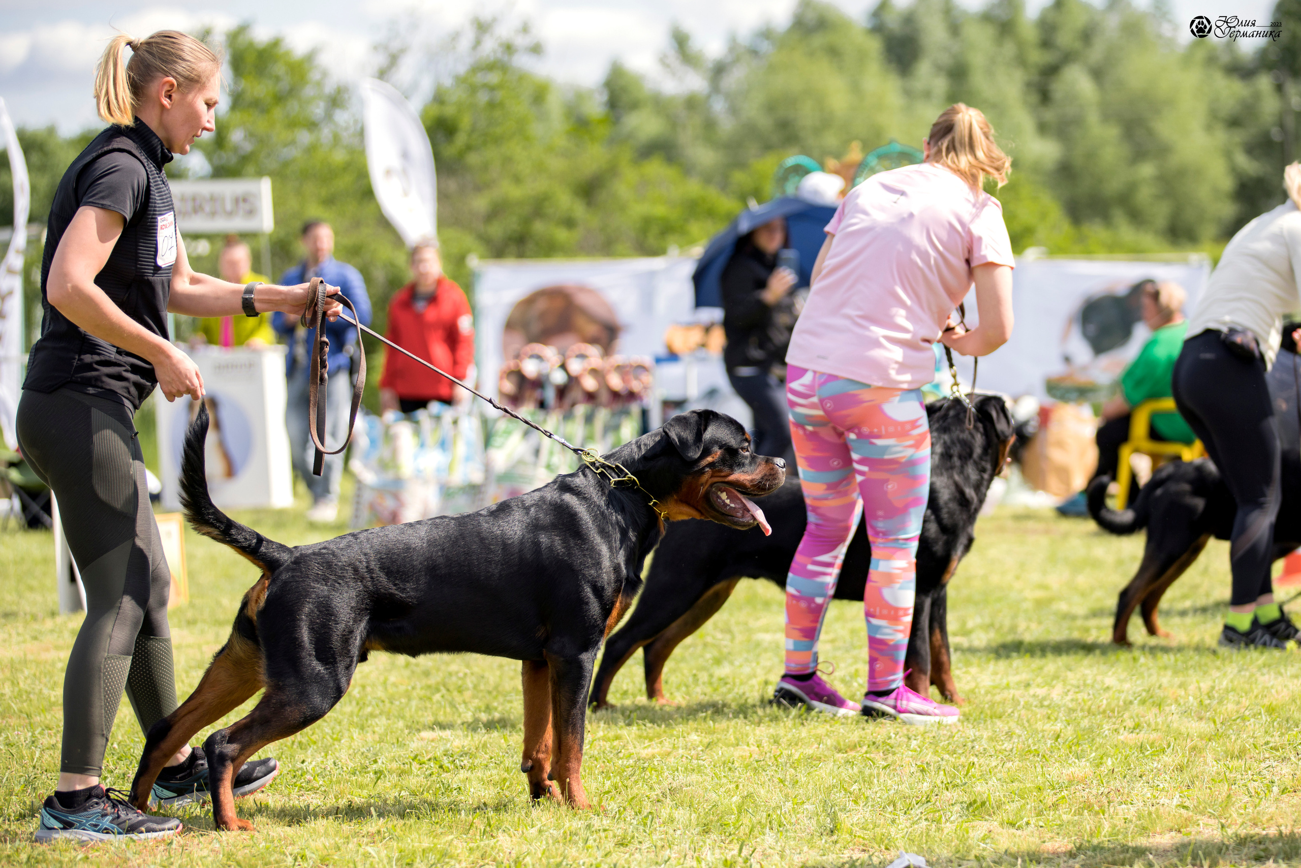 Воронеж 2хмоно ротвейлеров 3-4.06.2023. Фотограф-анималист Юлия Германика