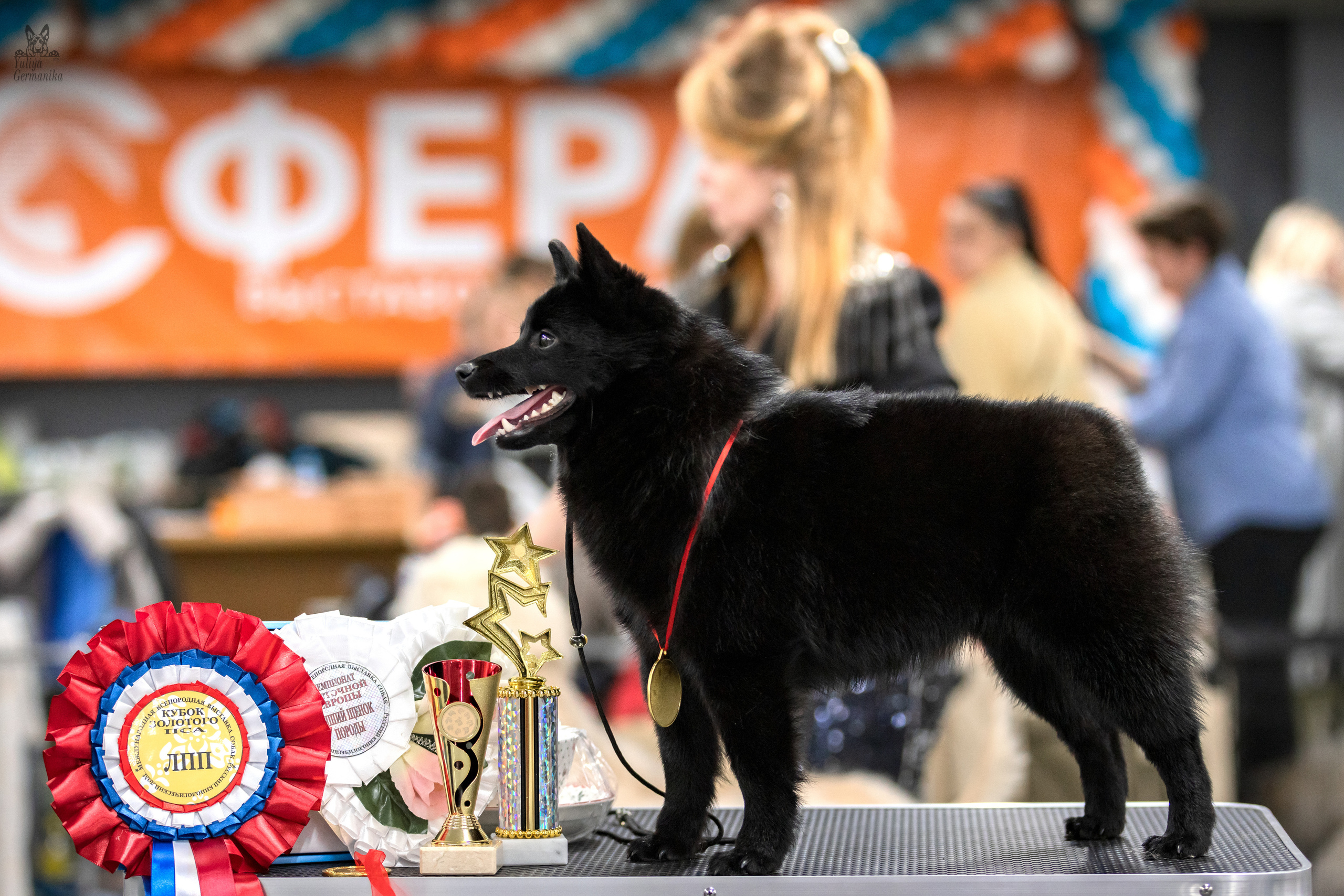 Сфера 25-26.03.2023. Фотограф-анималист Юлия Германика