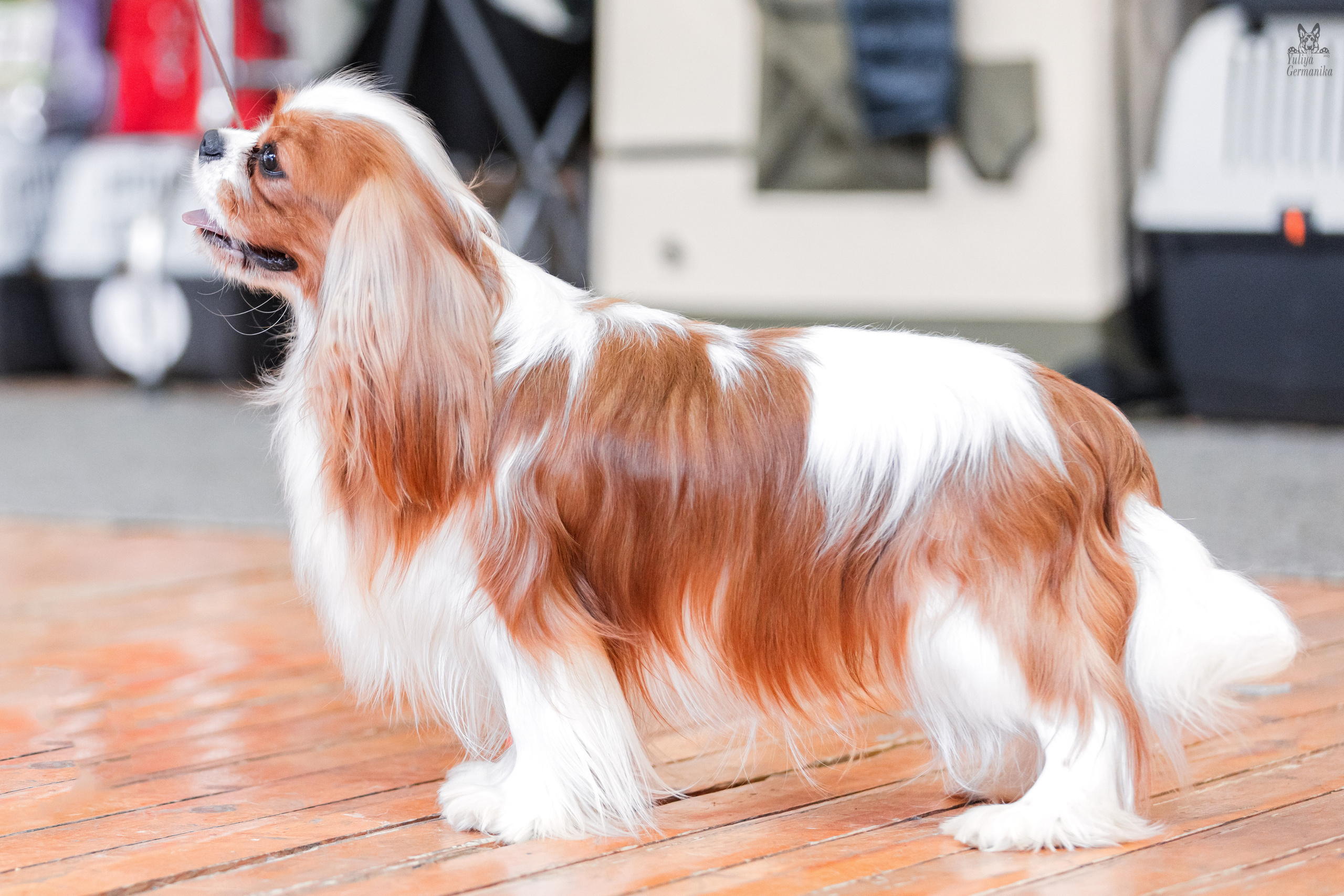 Тверь 01.04.2023. Фотограф-анималист Юлия Германика