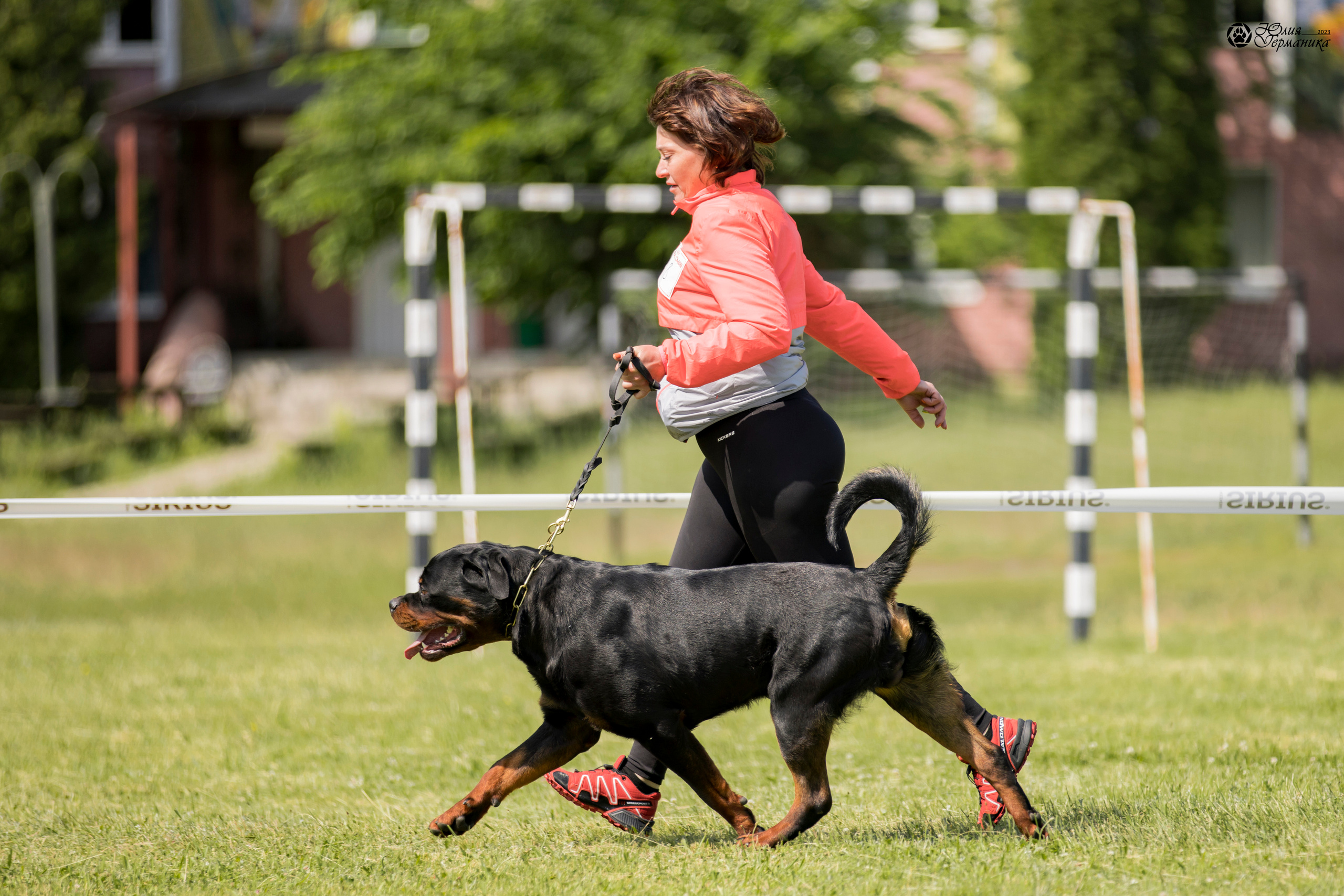 Воронеж 2хмоно ротвейлеров 3-4.06.2023. Фотограф-анималист Юлия Германика