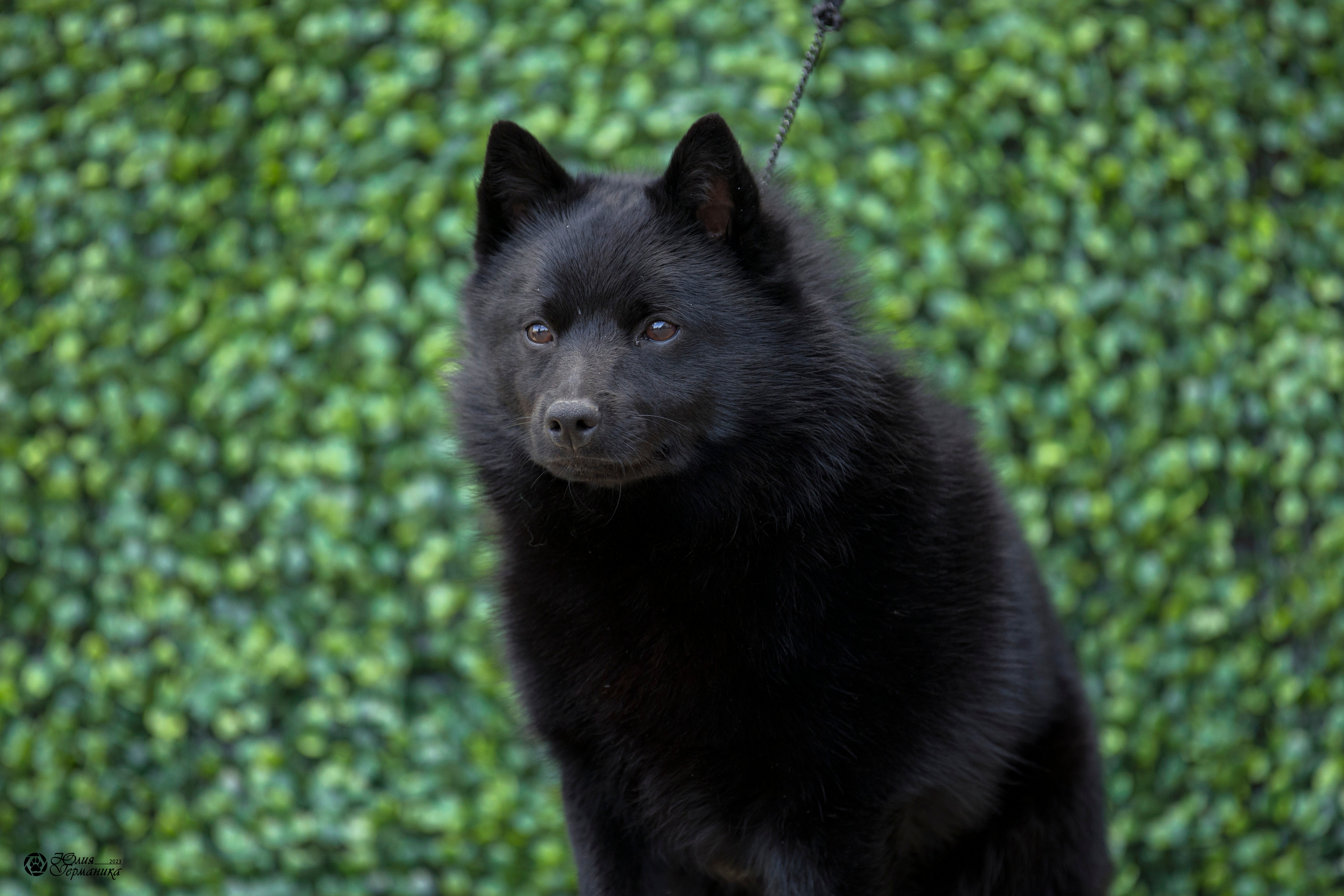 Россия 10-11.06.2023. Фотограф-анималист Юлия Германика