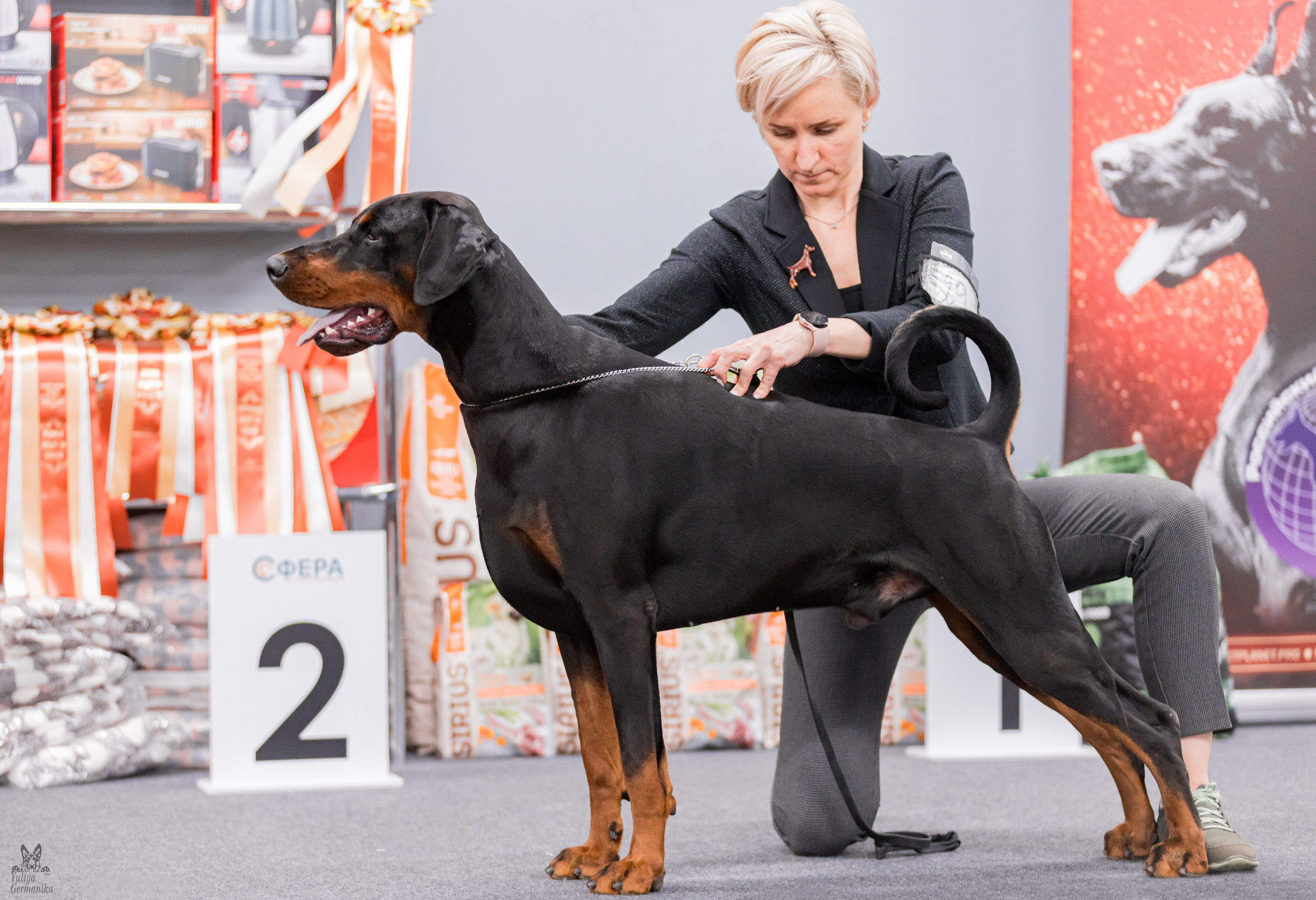 Сфера+доберманы 02.04.2023. Фотограф-анималист Юлия Германика