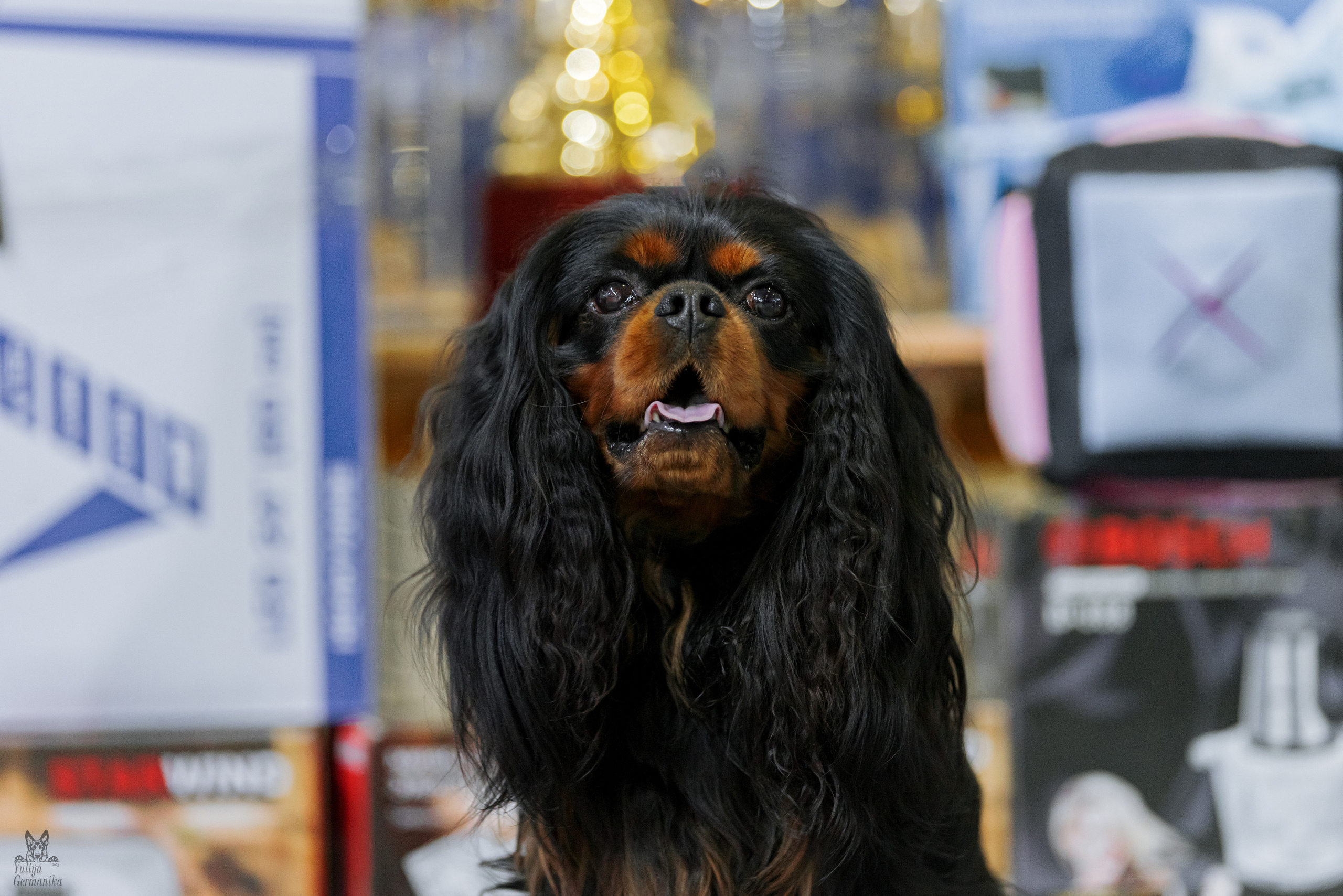 Тверь 01.04.2023. Фотограф-анималист Юлия Германика