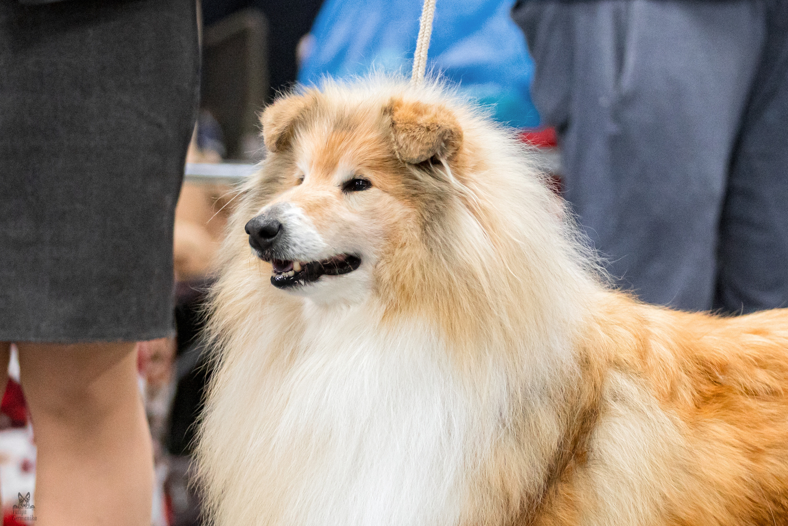 Сфера+доберманы 02.04.2023. Фотограф-анималист Юлия Германика