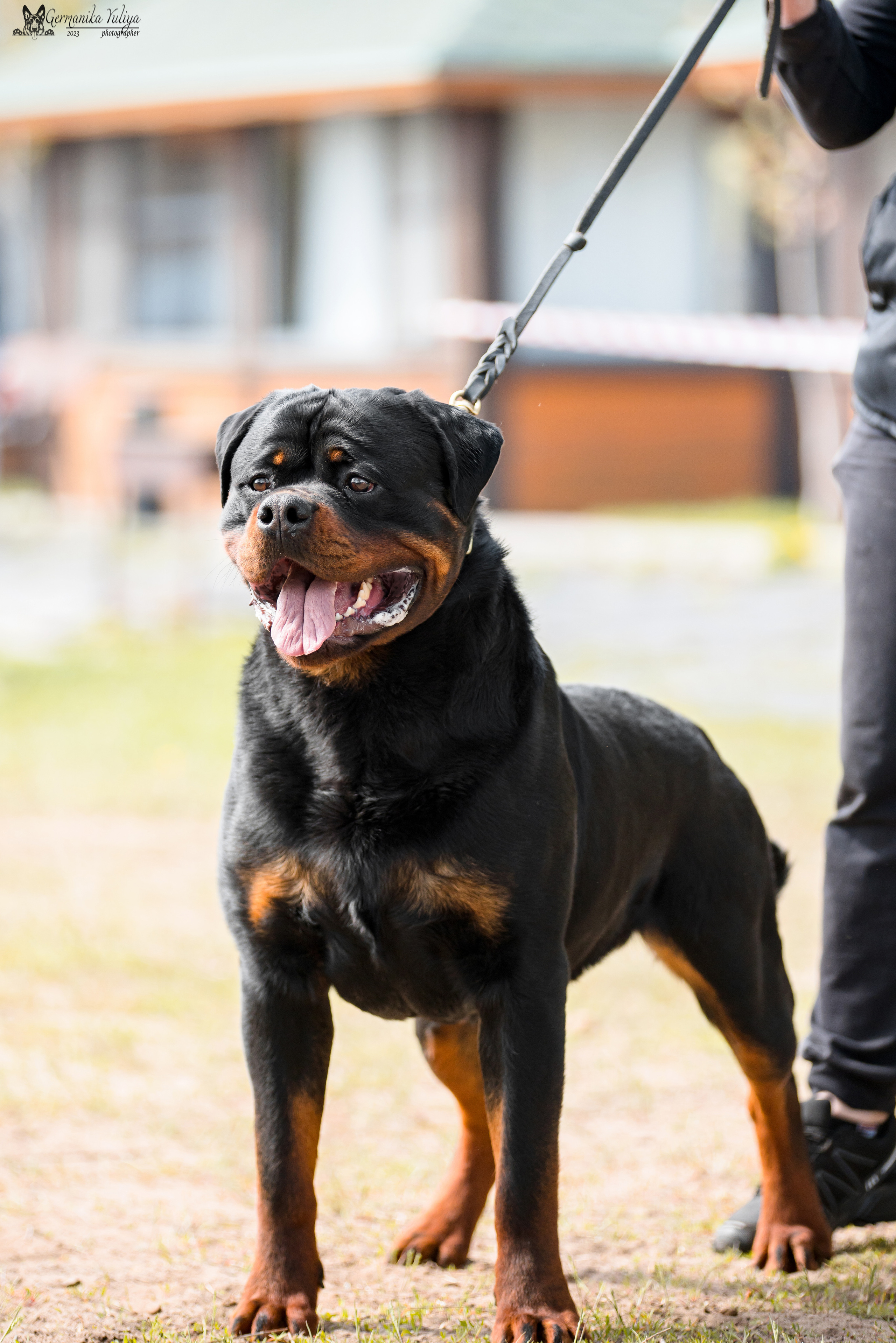 Саратов 2хмоно ротвейлеров 22-23.04.2023. Фотограф-анималист Юлия Германика