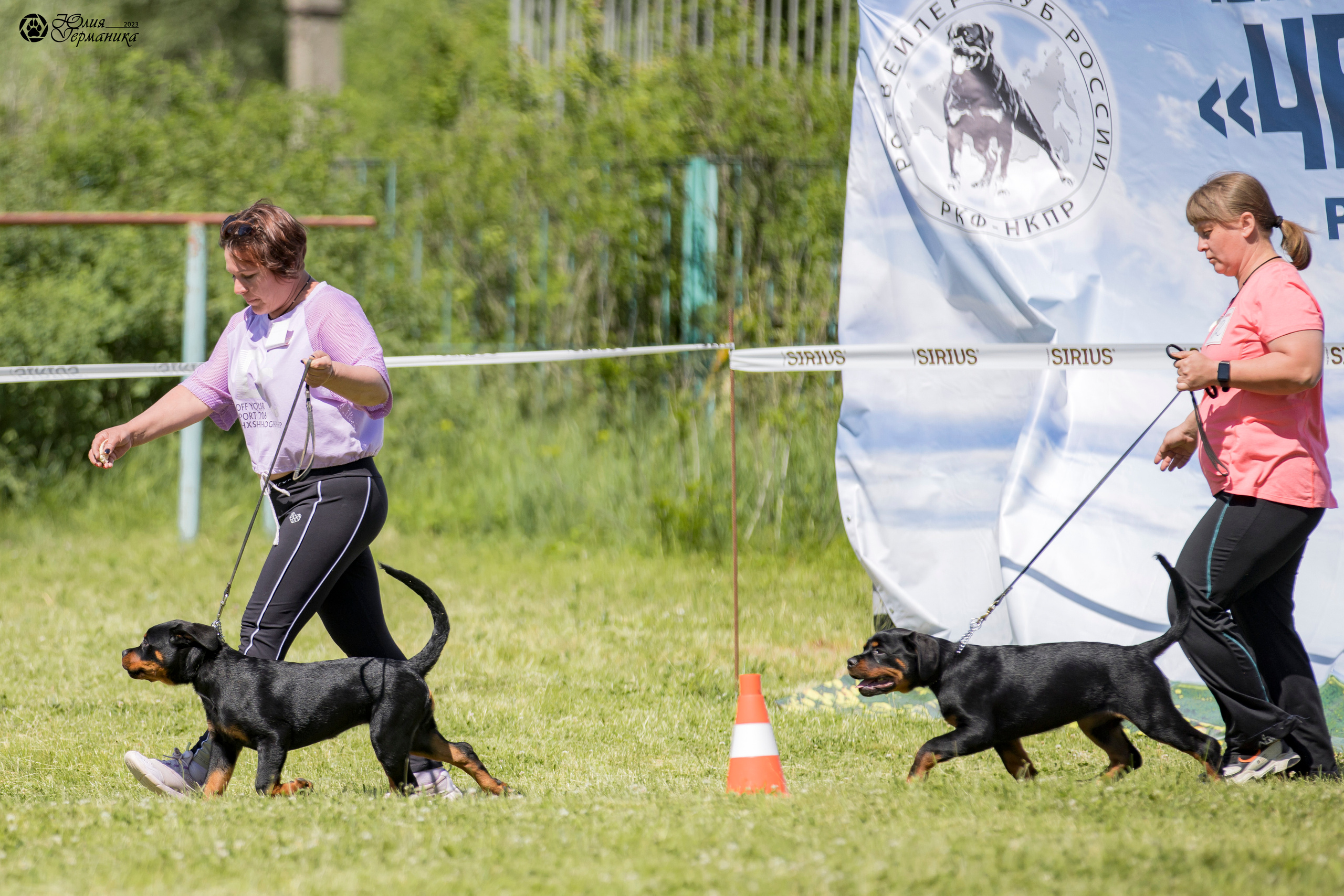 Воронеж 2хмоно ротвейлеров 3-4.06.2023. Фотограф-анималист Юлия Германика