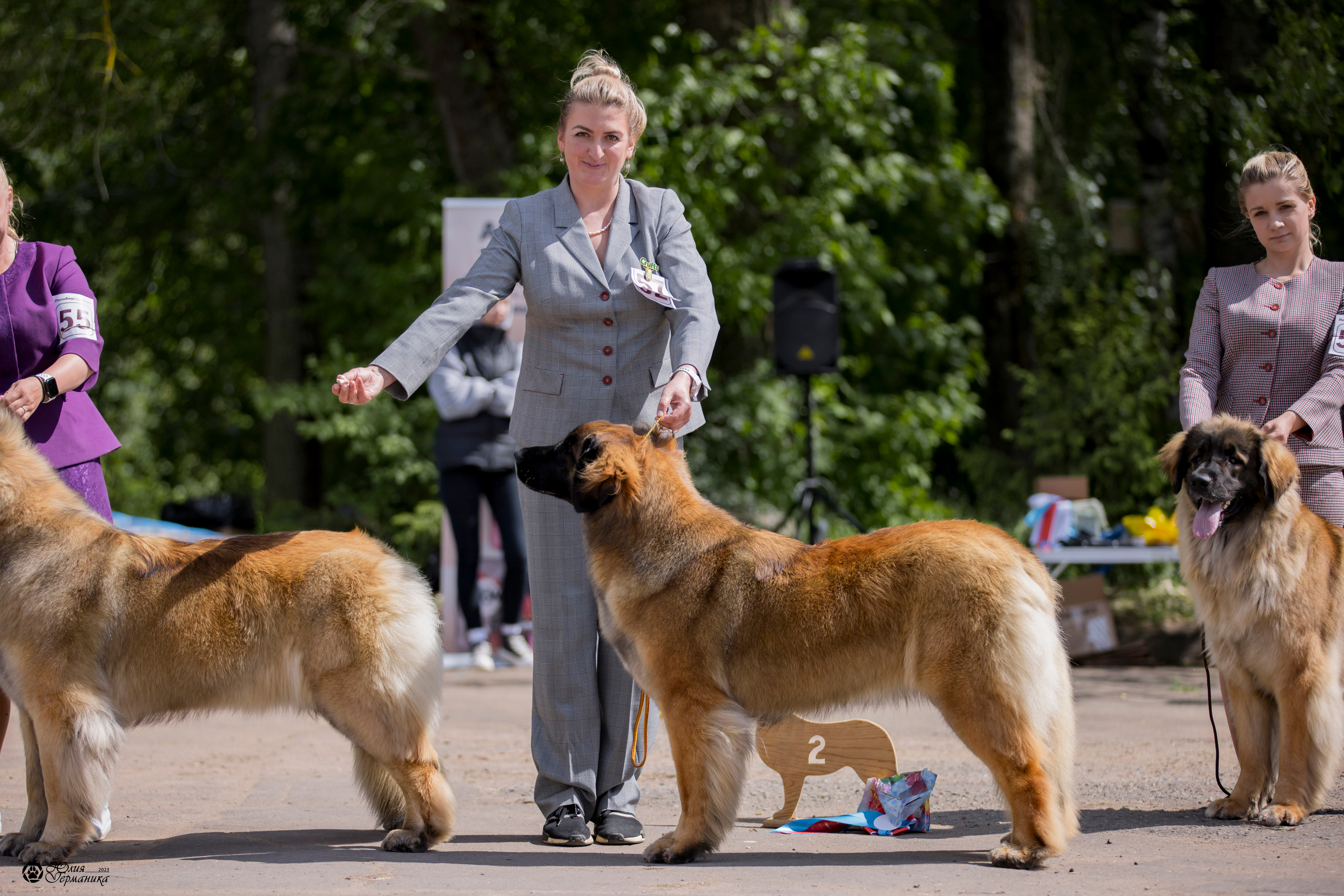 Националка Леонбергеров 28.05.2023. Фотограф-анималист Юлия Германика