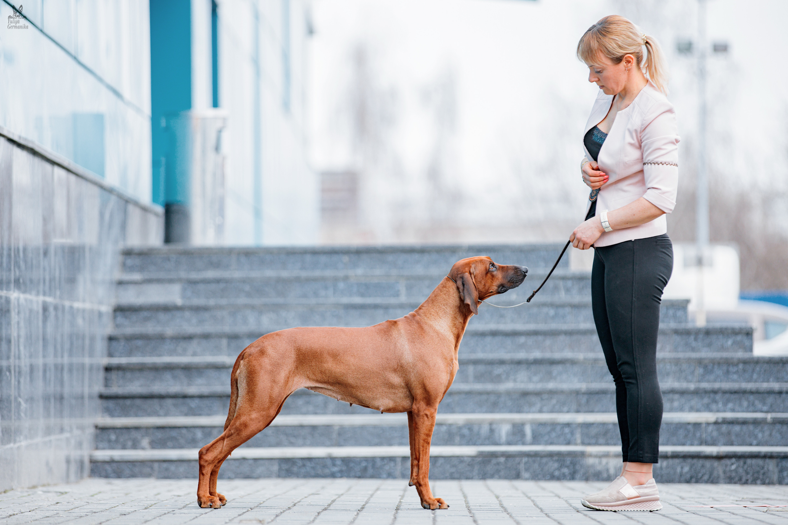 Сфера+доберманы 02.04.2023. Фотограф-анималист Юлия Германика