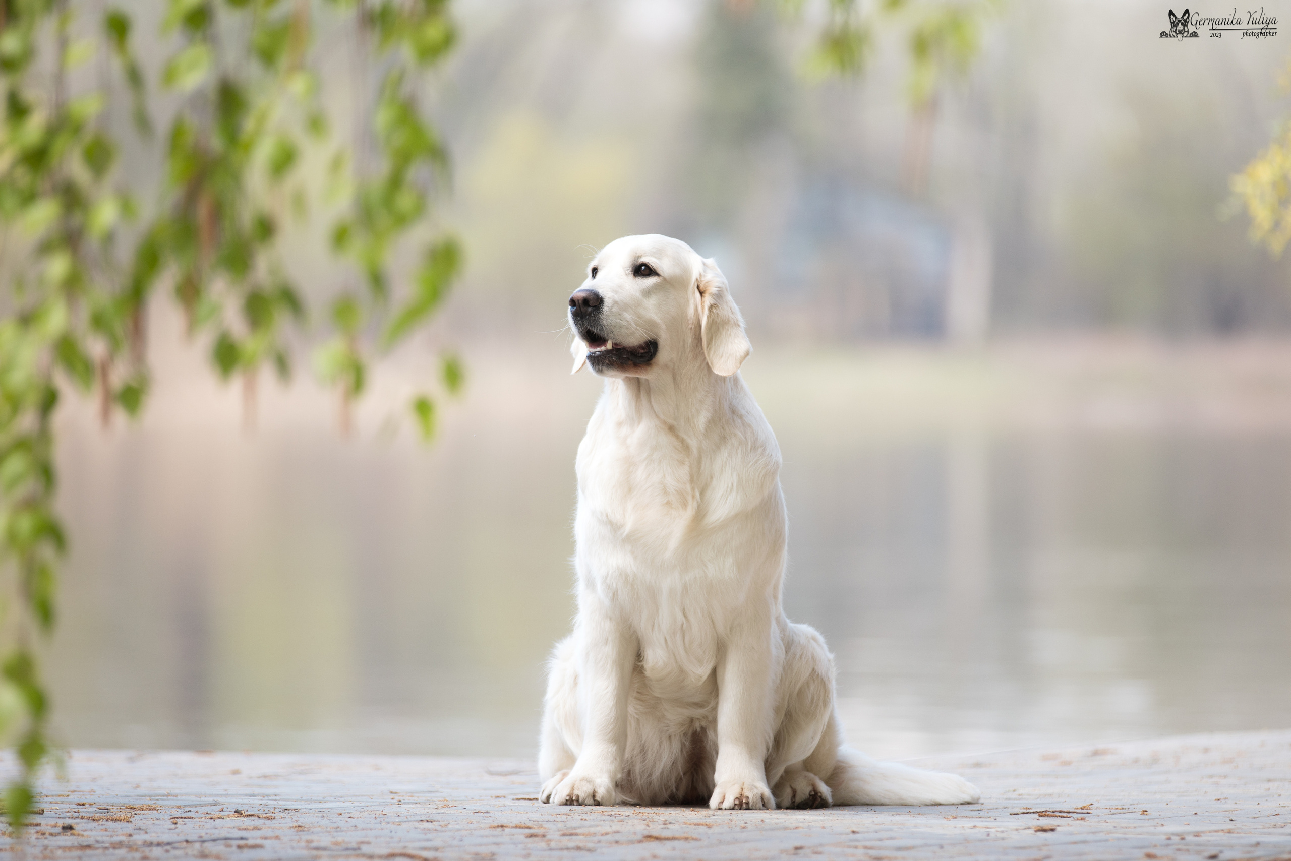 Голдены Саратов 24.04.2023. Фотограф-анималист Юлия Германика