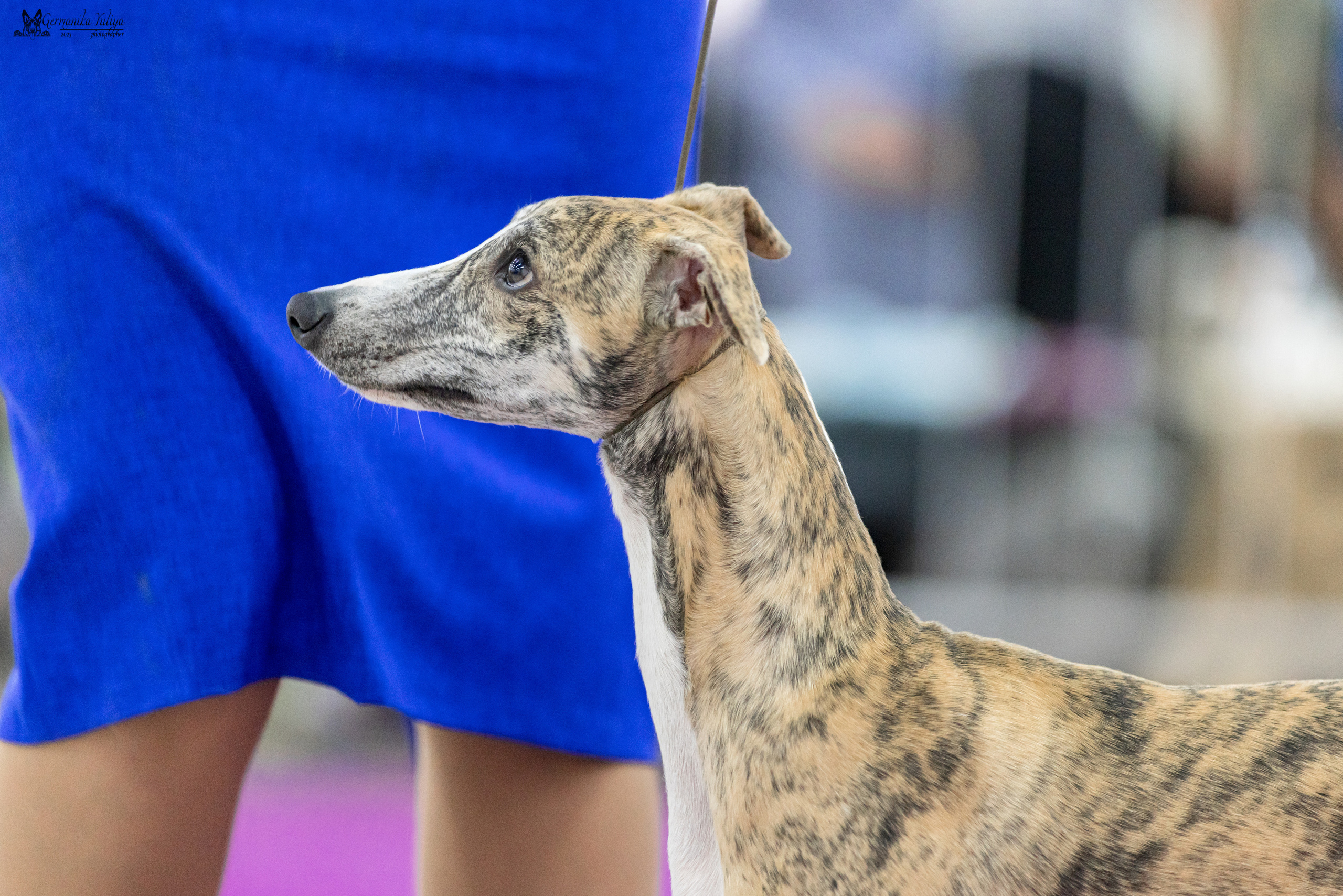 Сфера+МД 8-9.04.2023. Фотограф-анималист Юлия Германика