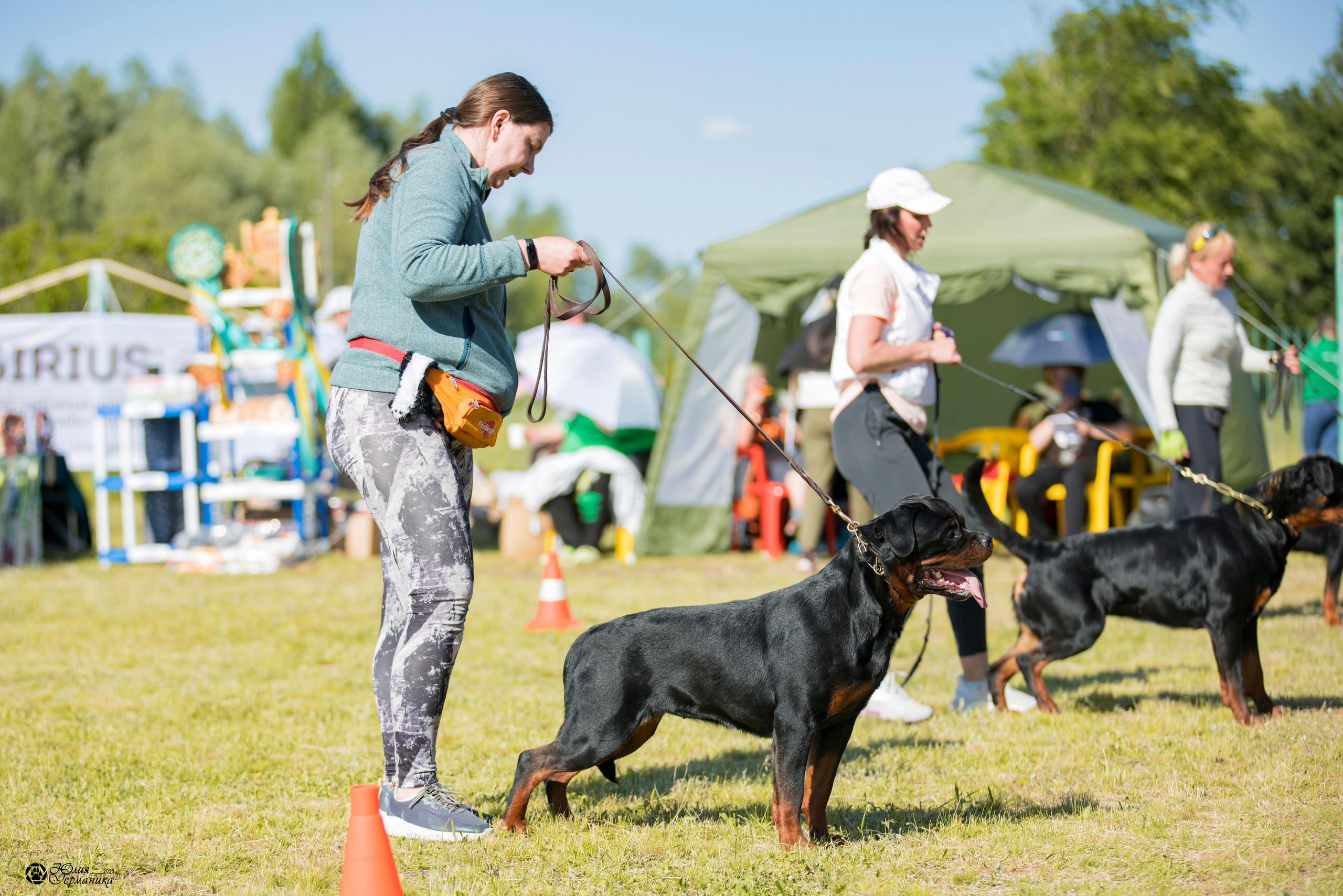 Воронеж 2хмоно ротвейлеров 3-4.06.2023. Фотограф-анималист Юлия Германика