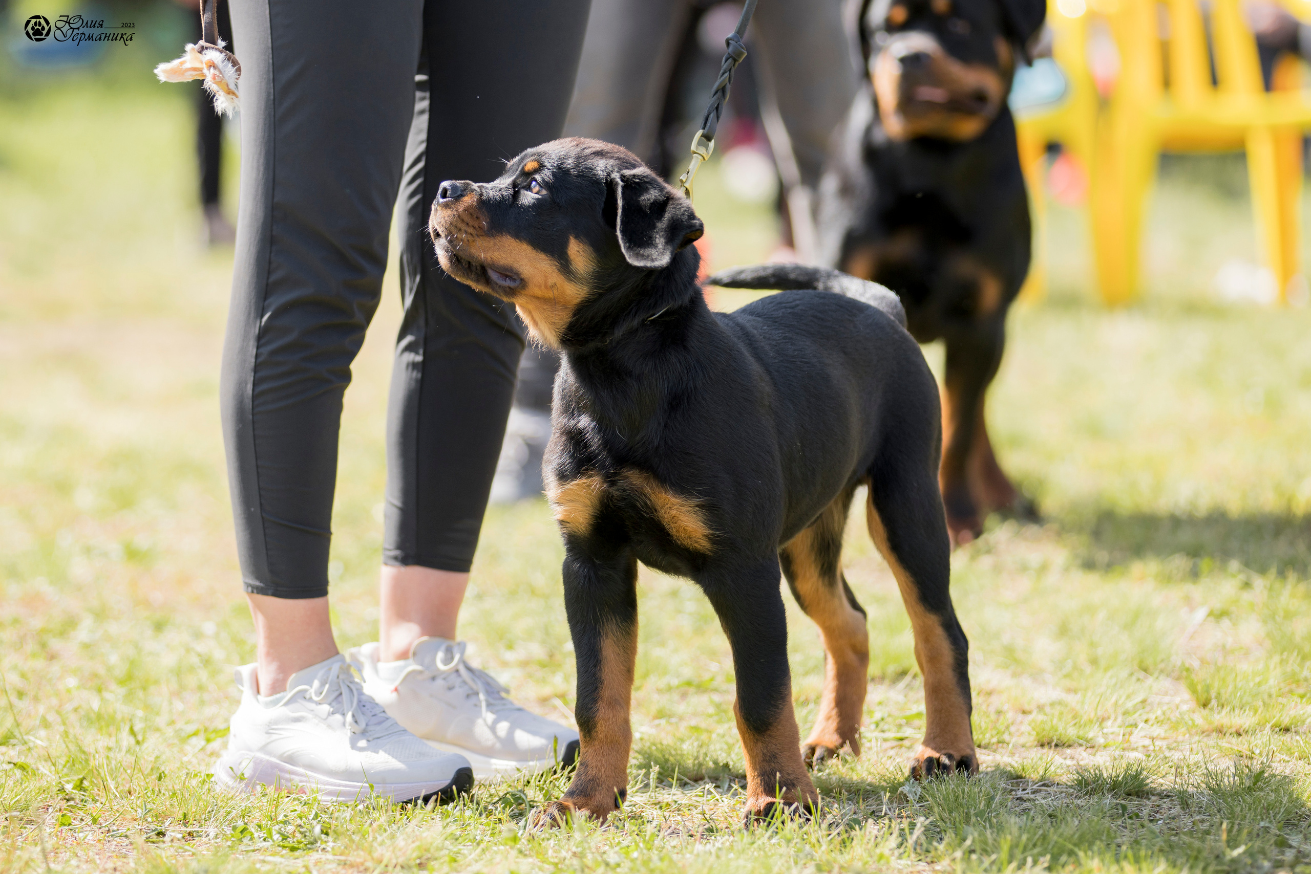 Воронеж 2хмоно ротвейлеров 3-4.06.2023. Фотограф-анималист Юлия Германика