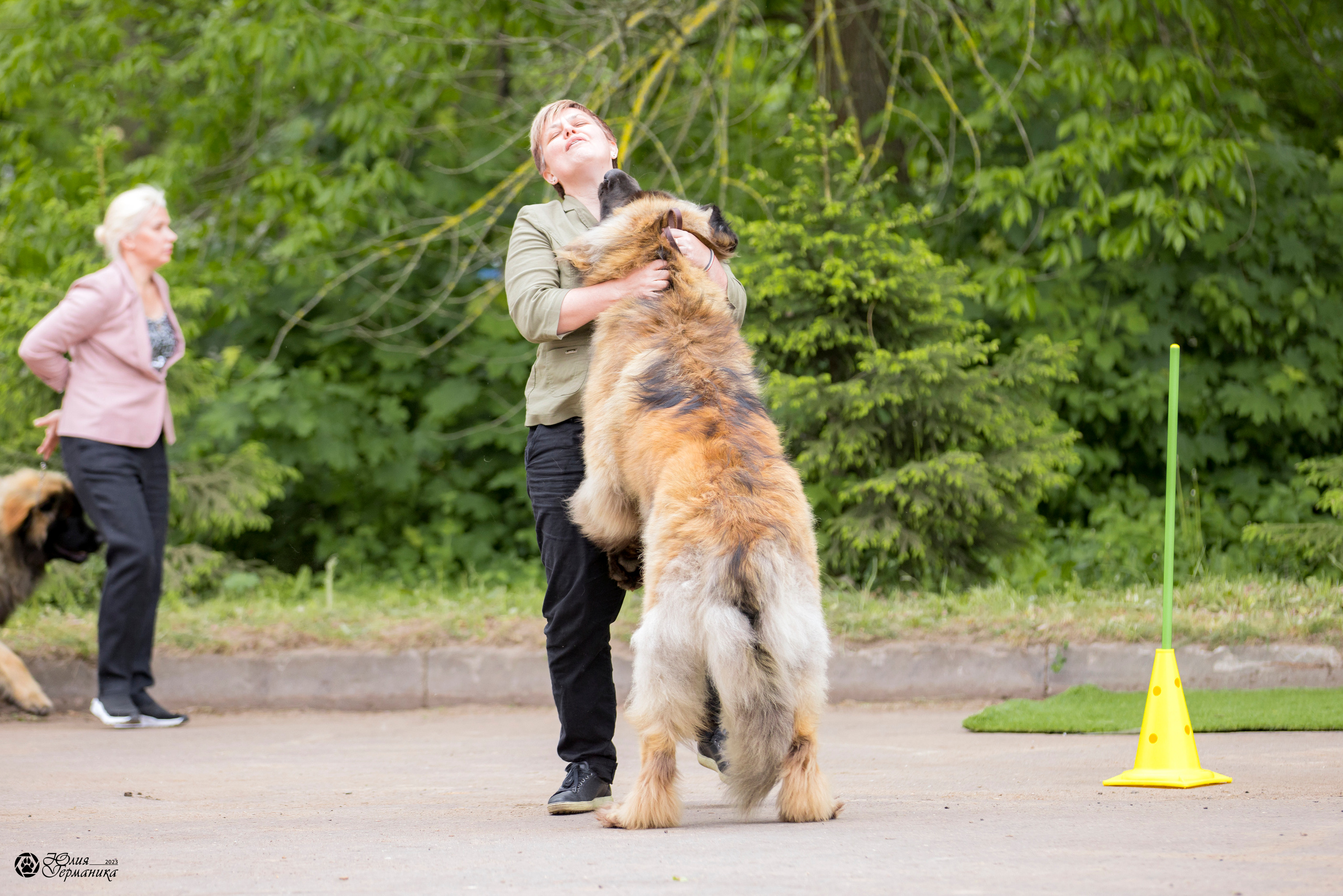 Националка Леонбергеров 28.05.2023. Фотограф-анималист Юлия Германика