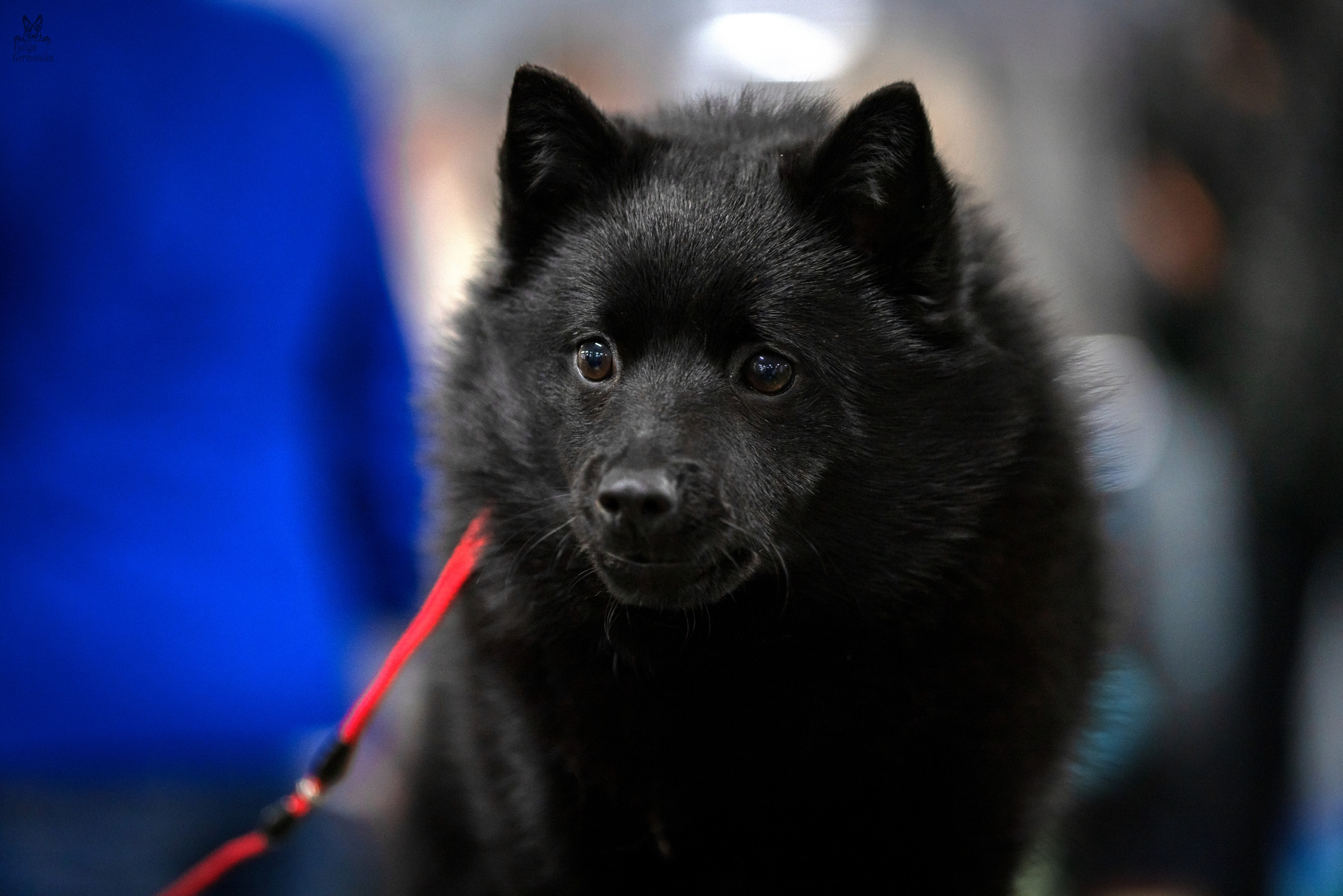 Сфера 25-26.03.2023. Фотограф-анималист Юлия Германика