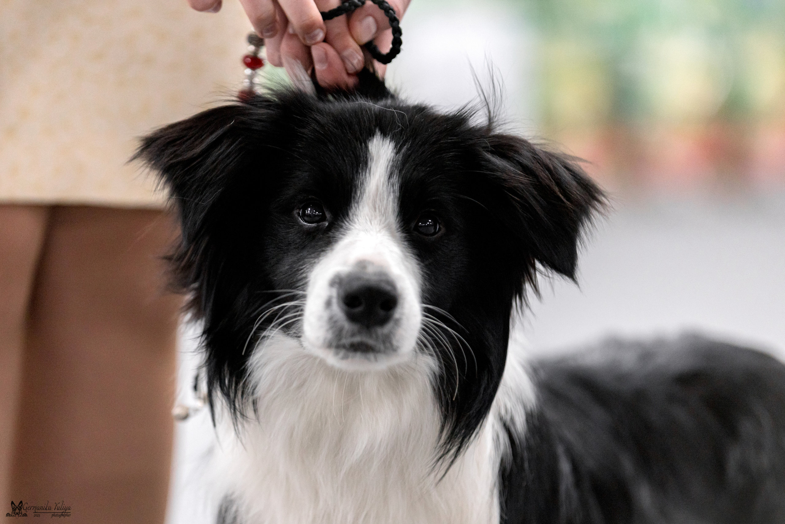 Сфера+МД 8-9.04.2023. Фотограф-анималист Юлия Германика