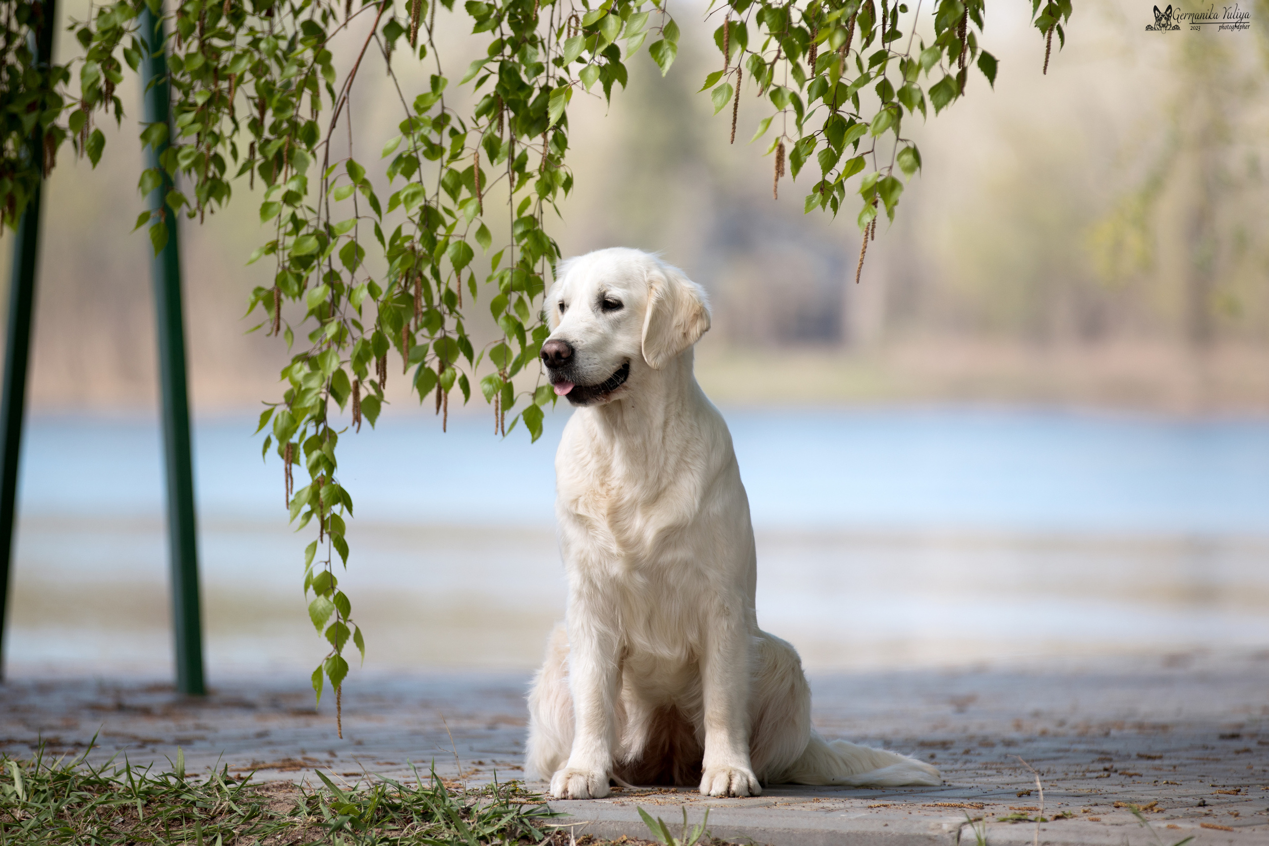 Голдены Саратов 24.04.2023. Фотограф-анималист Юлия Германика
