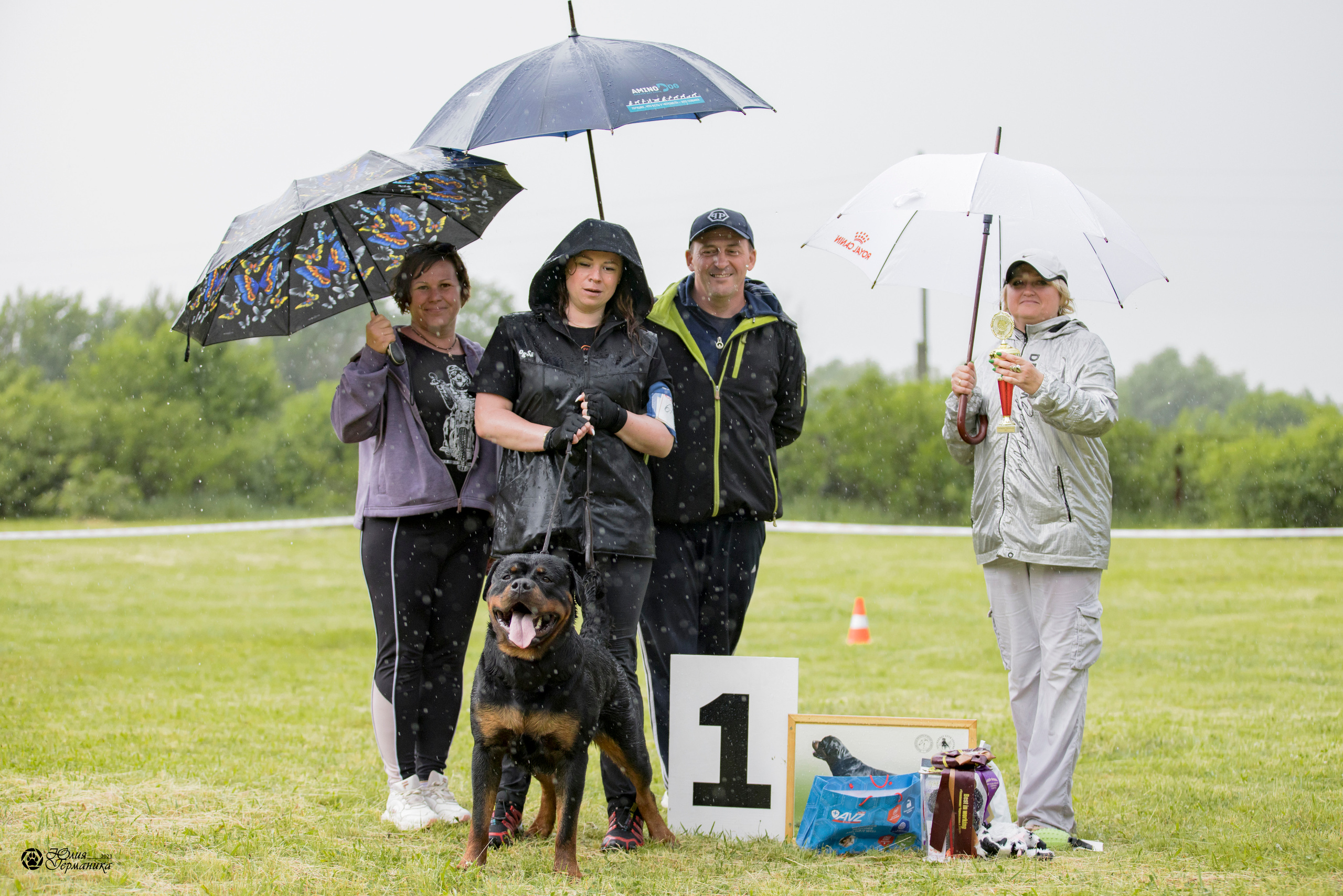 Воронеж 2хмоно ротвейлеров 3-4.06.2023. Фотограф-анималист Юлия Германика
