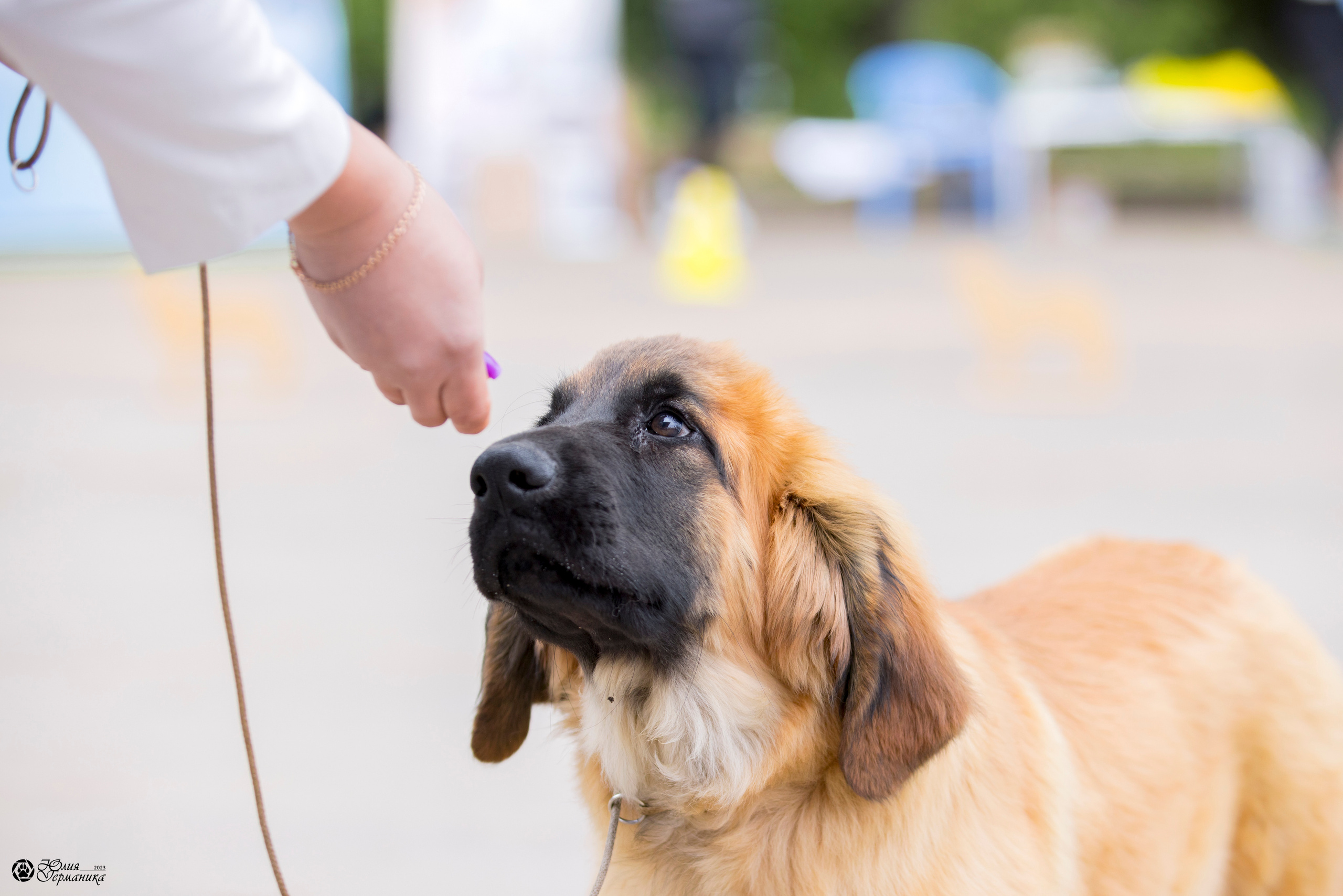 Националка Леонбергеров 28.05.2023. Фотограф-анималист Юлия Германика