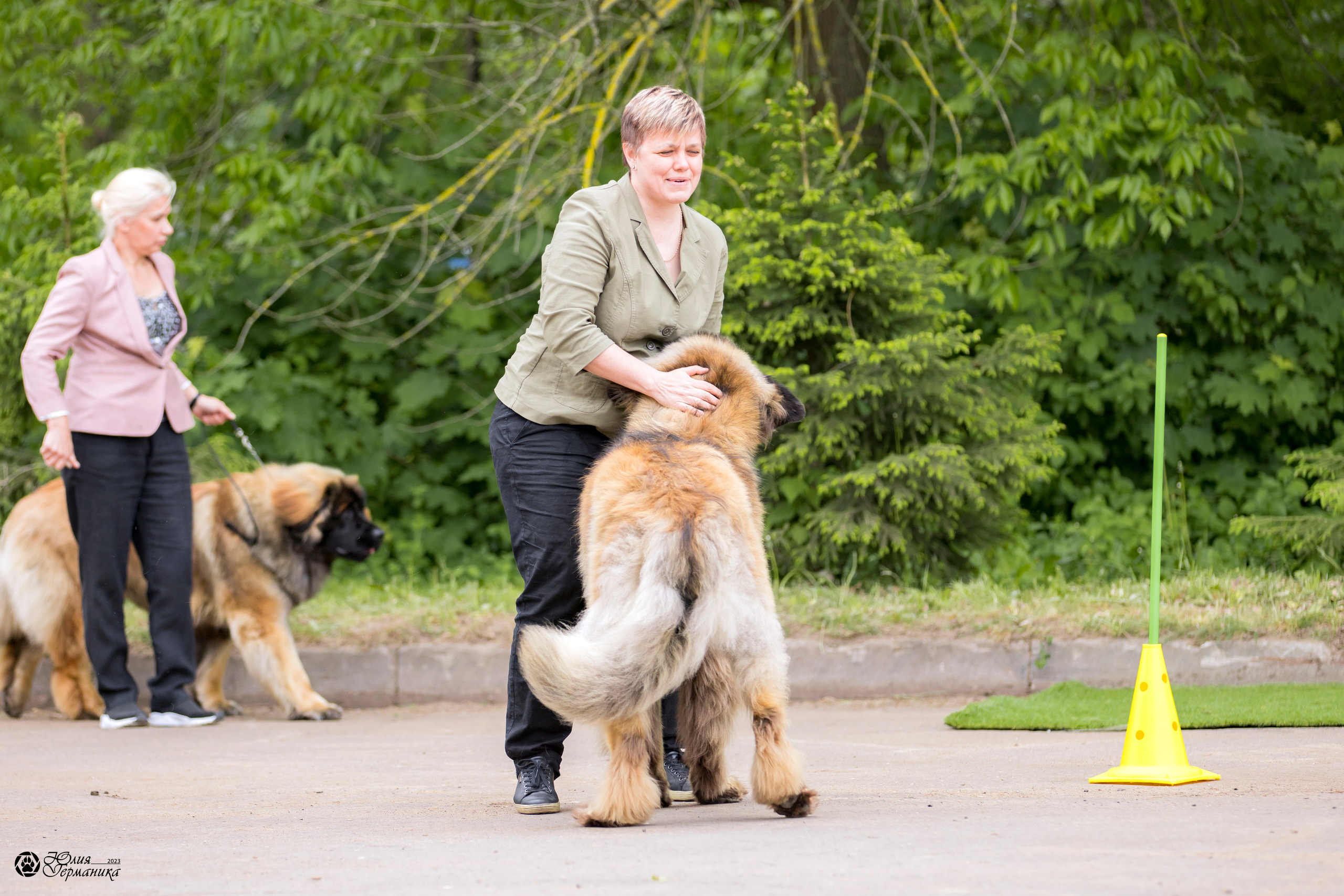 Националка Леонбергеров 28.05.2023. Фотограф-анималист Юлия Германика