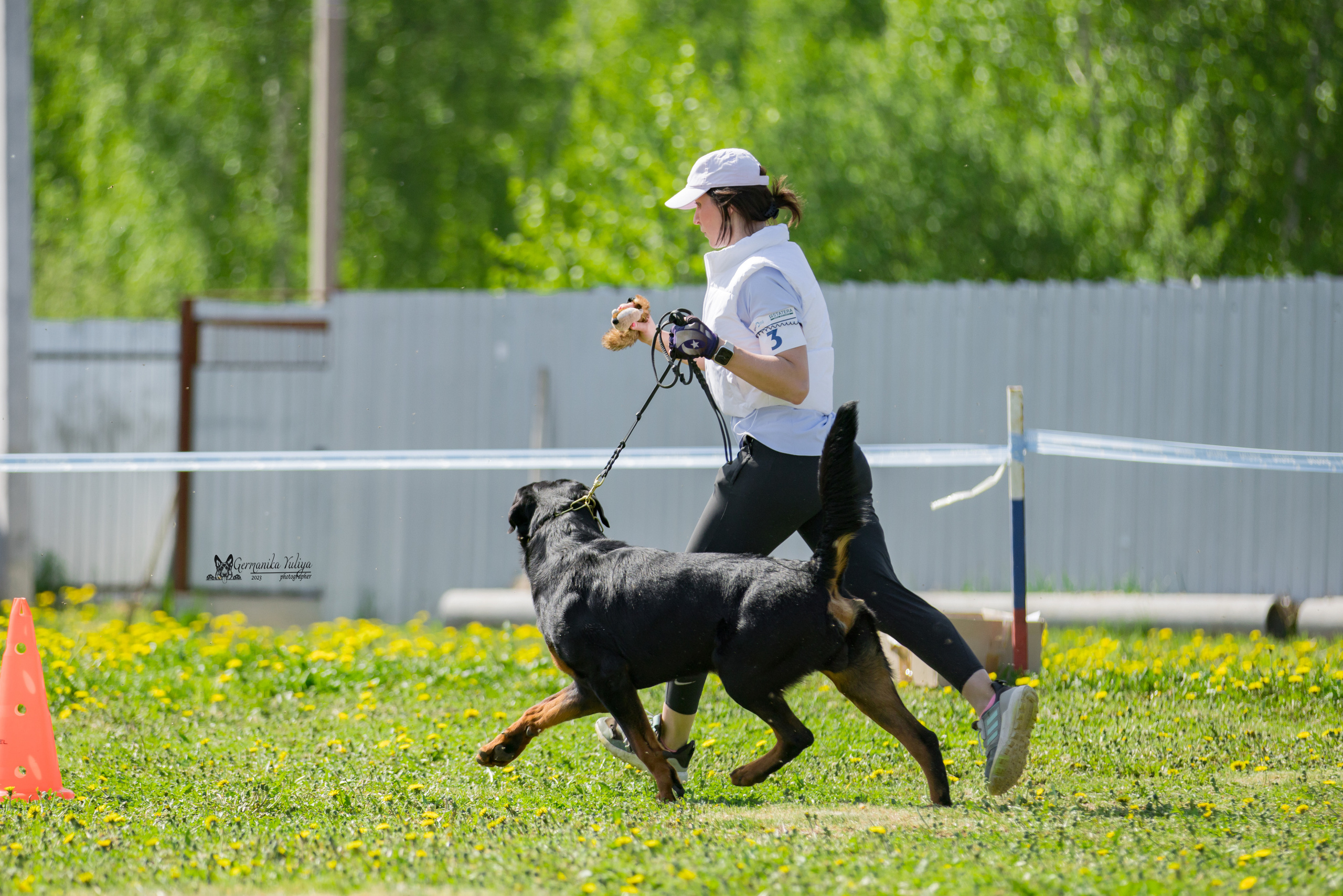 Нижний Новгород моно ротвейлеров 13.05.2023. Фотограф-анималист Юлия Германика