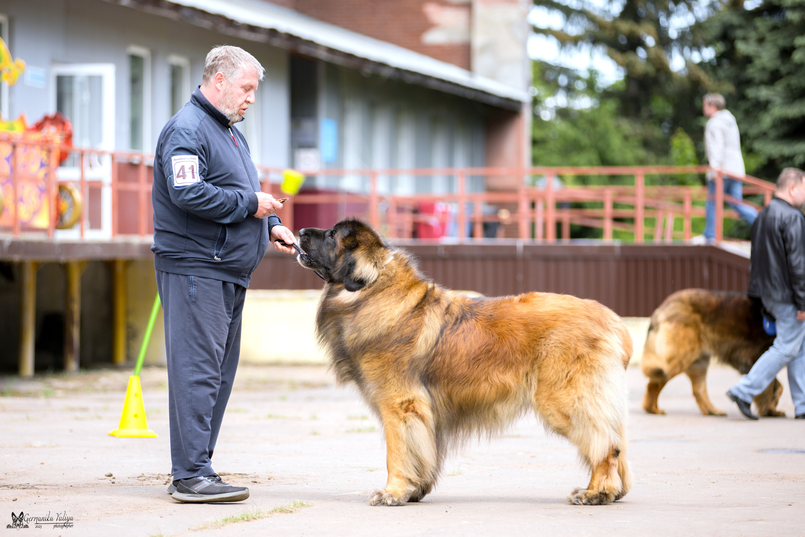 Националка Леонбергеров 28.05.2023. Фотограф-анималист Юлия Германика