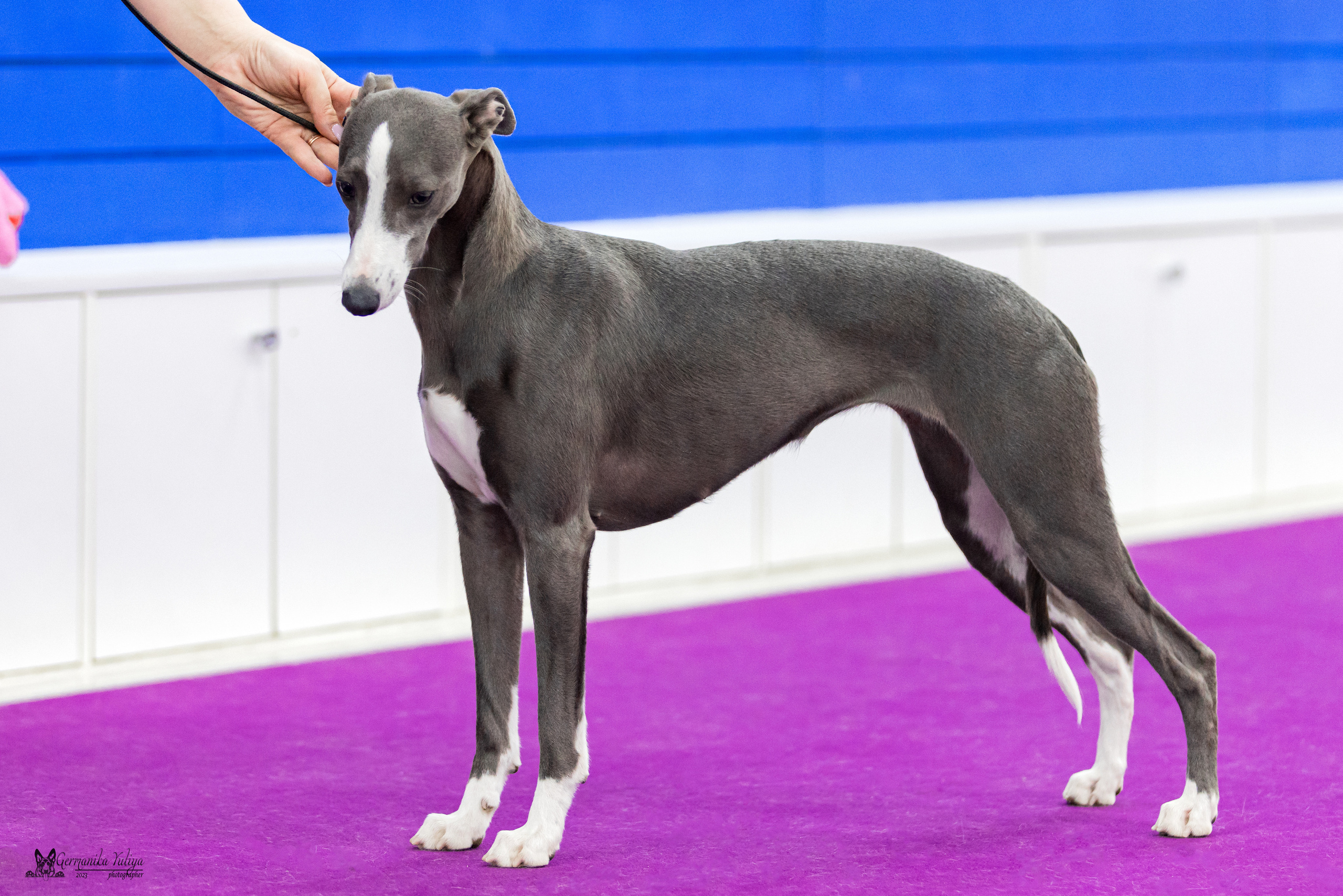 Сфера+МД 8-9.04.2023. Фотограф-анималист Юлия Германика