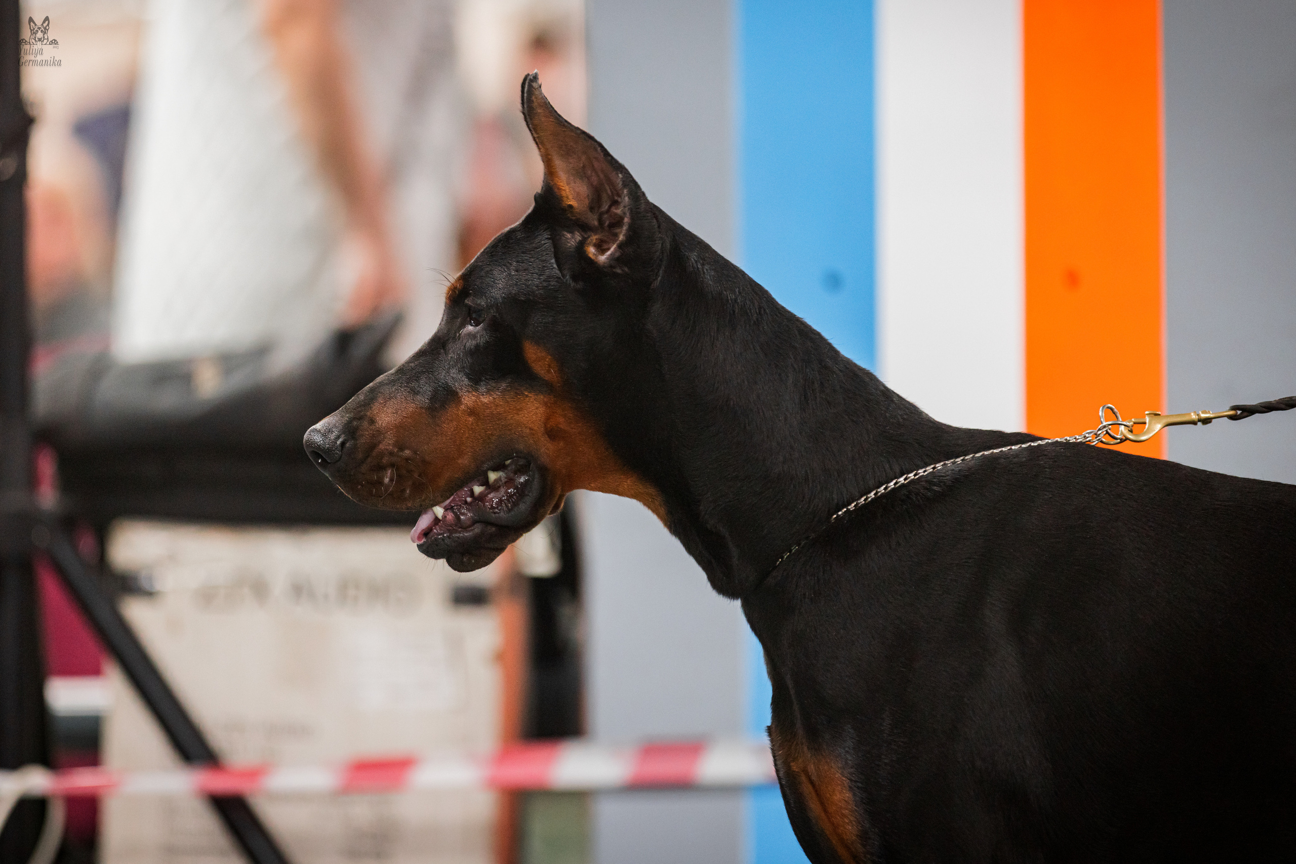 Сфера+доберманы 02.04.2023. Фотограф-анималист Юлия Германика