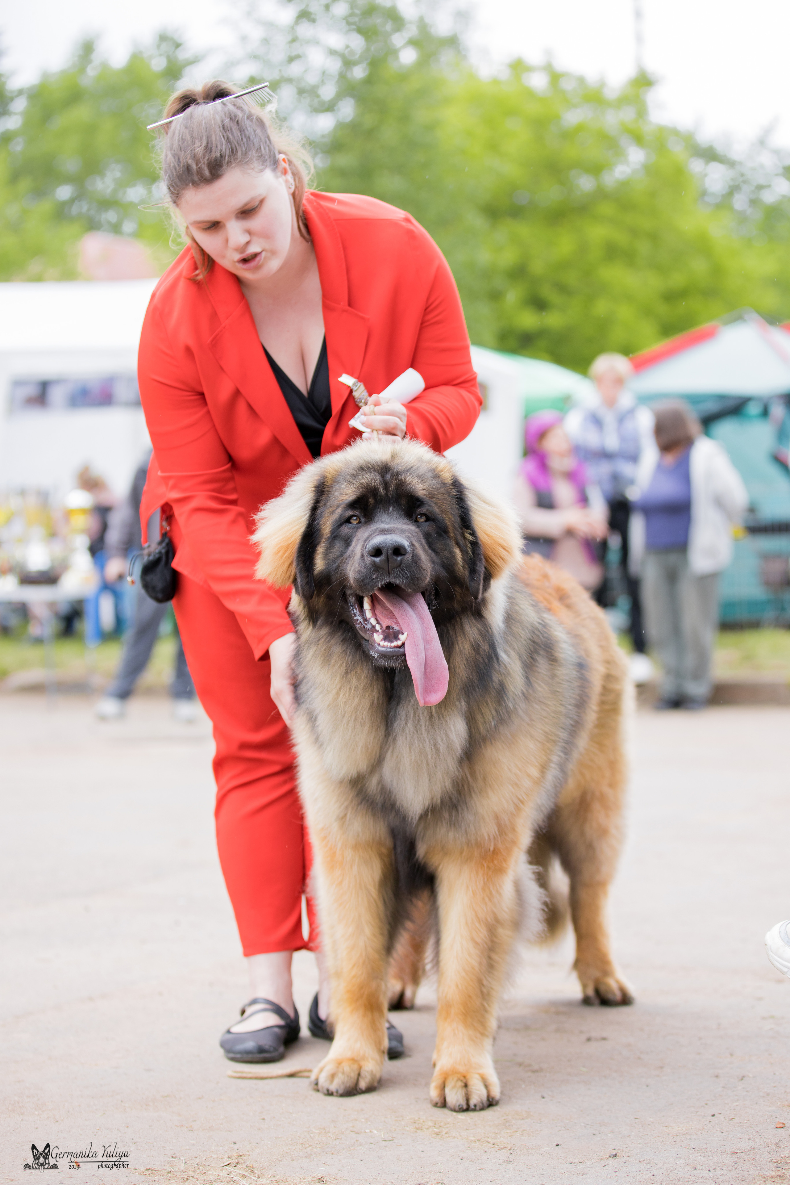 Националка Леонбергеров 28.05.2023. Фотограф-анималист Юлия Германика