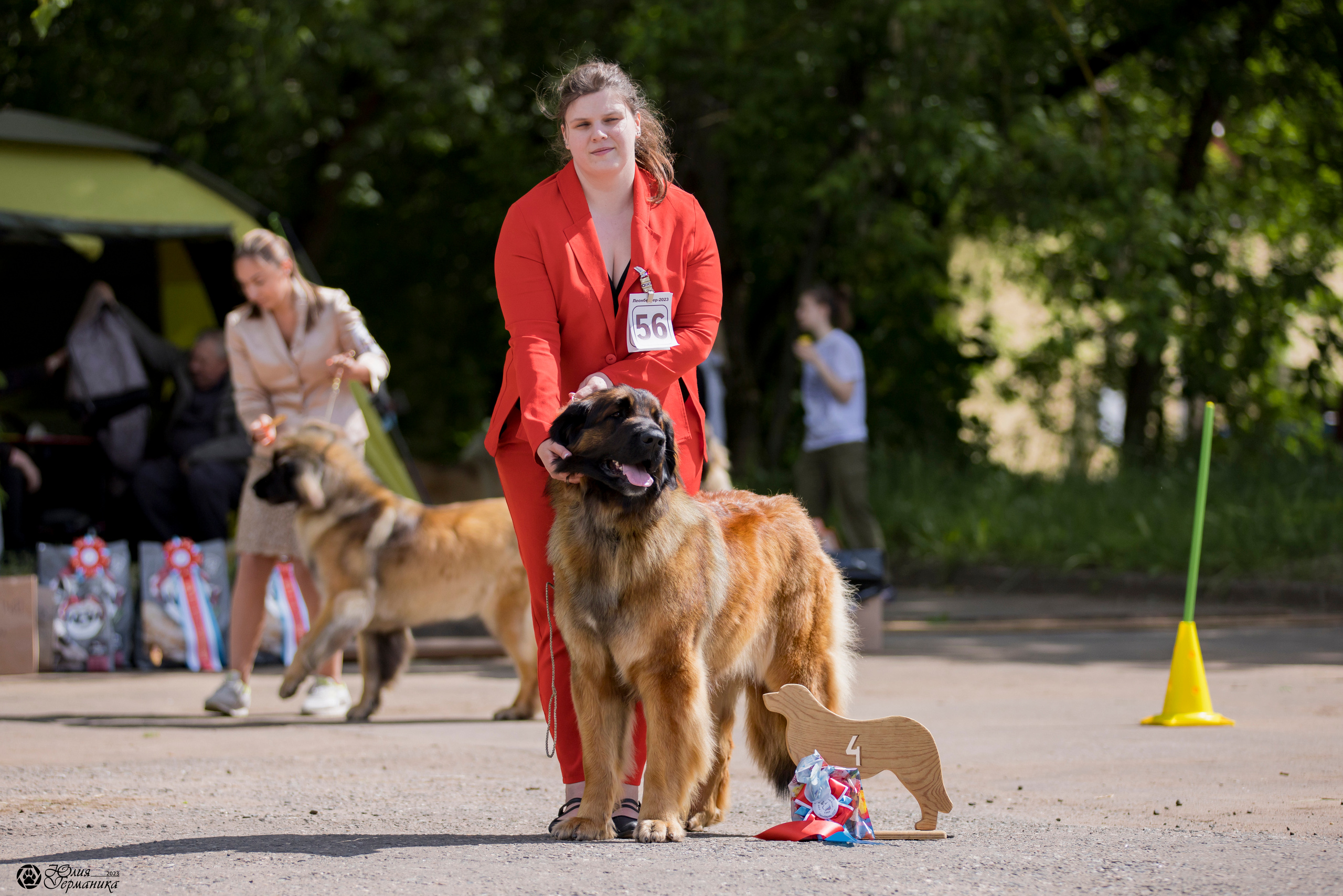 Националка Леонбергеров 28.05.2023. Фотограф-анималист Юлия Германика
