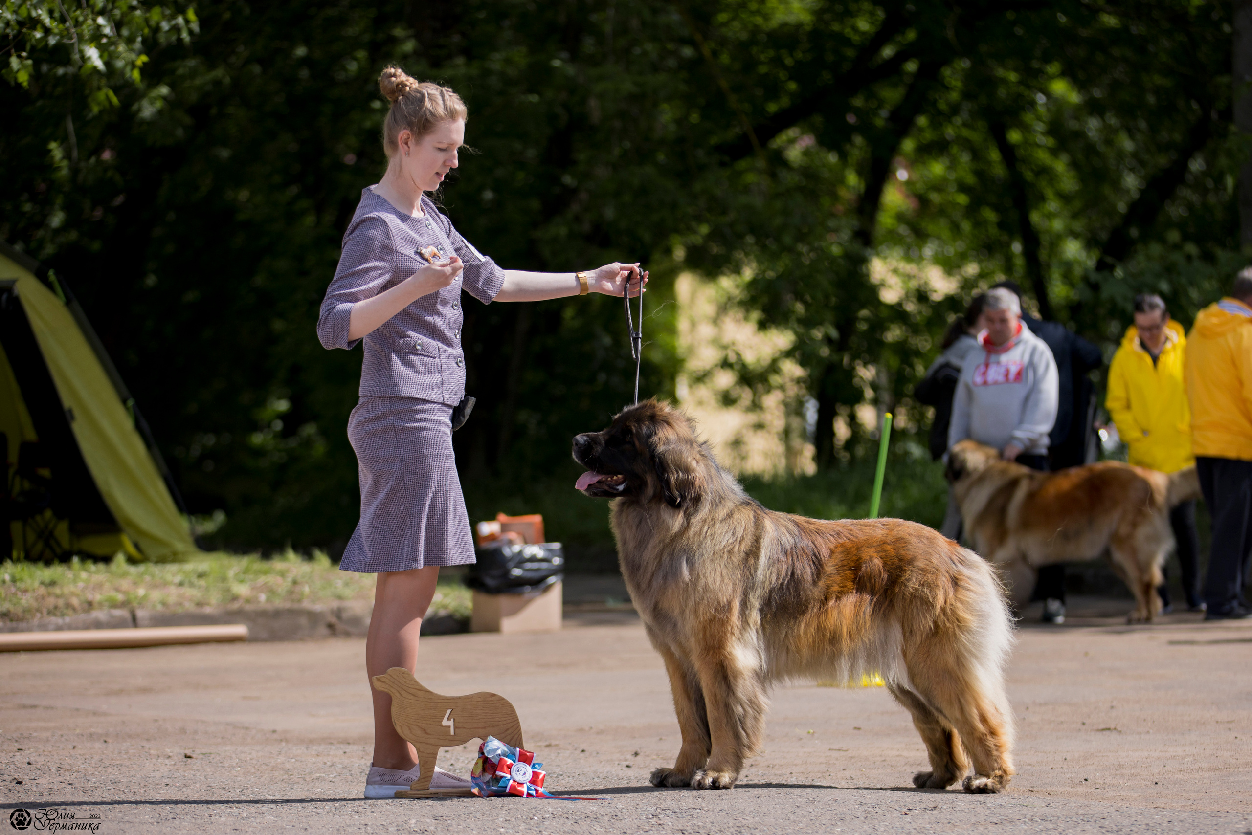 Националка Леонбергеров 28.05.2023. Фотограф-анималист Юлия Германика
