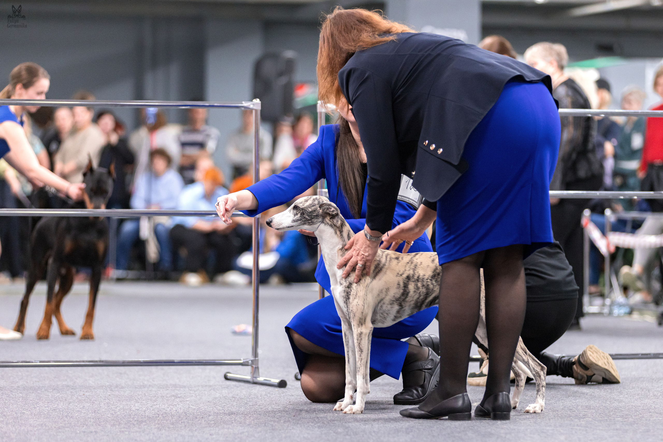 Сфера+доберманы 02.04.2023. Фотограф-анималист Юлия Германика