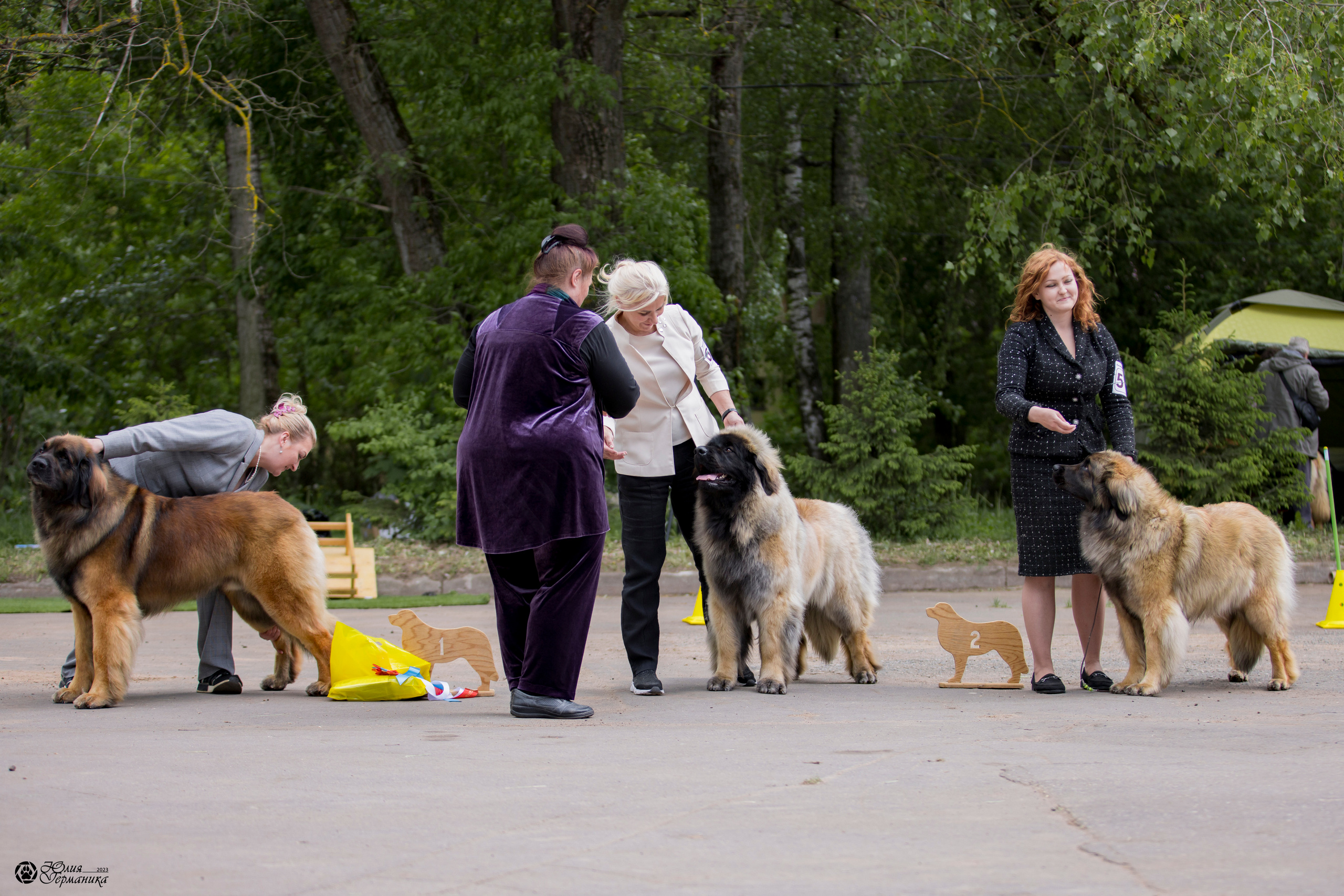 Националка Леонбергеров 28.05.2023. Фотограф-анималист Юлия Германика