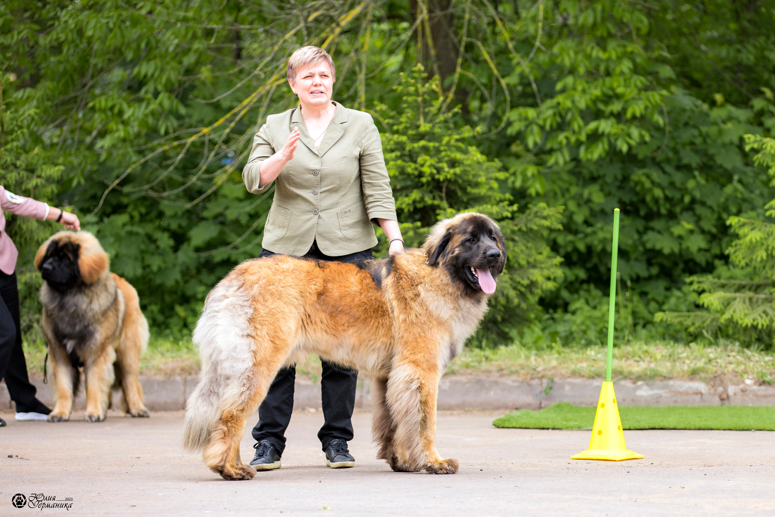 Националка Леонбергеров 28.05.2023. Фотограф-анималист Юлия Германика