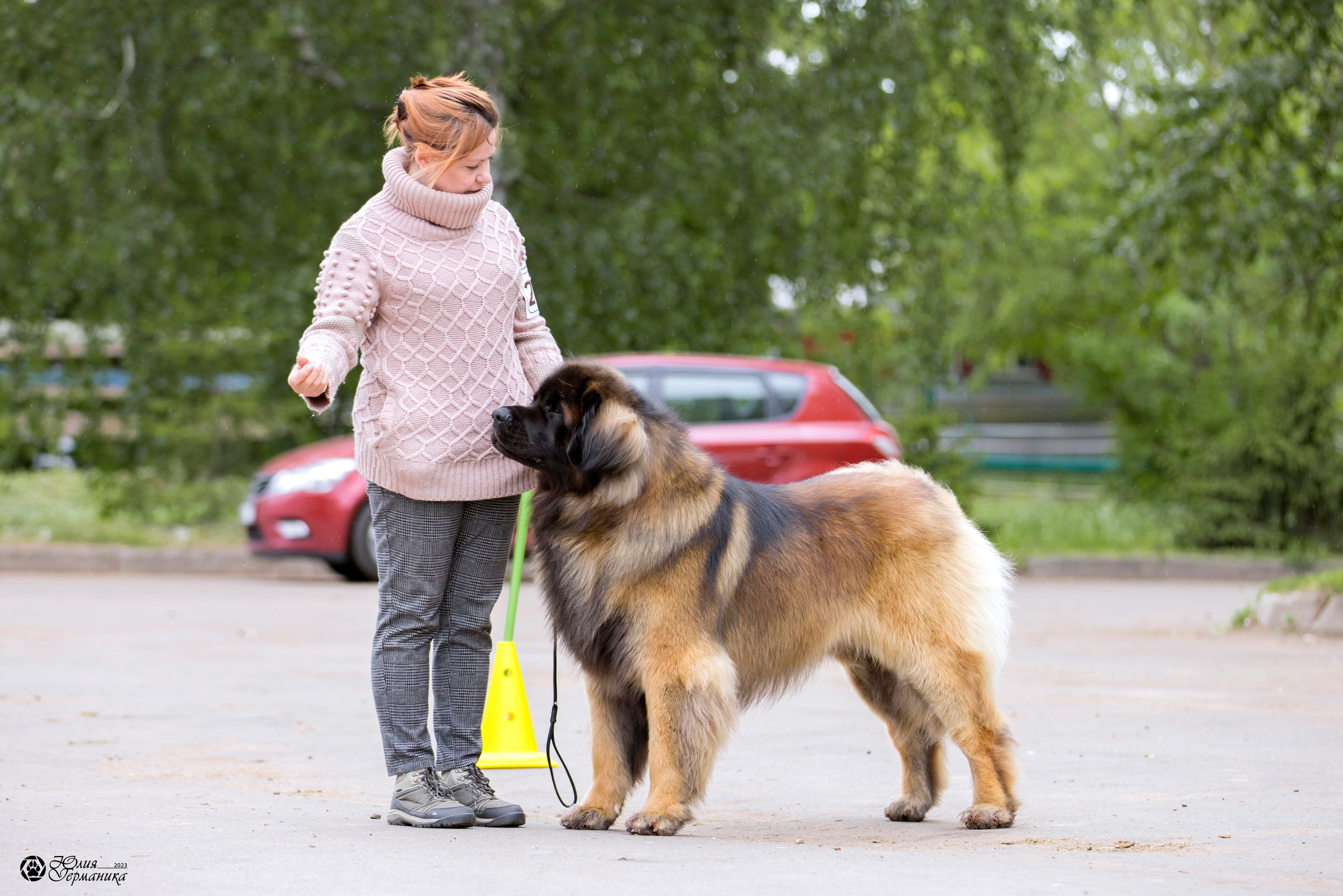 Националка Леонбергеров 28.05.2023. Фотограф-анималист Юлия Германика