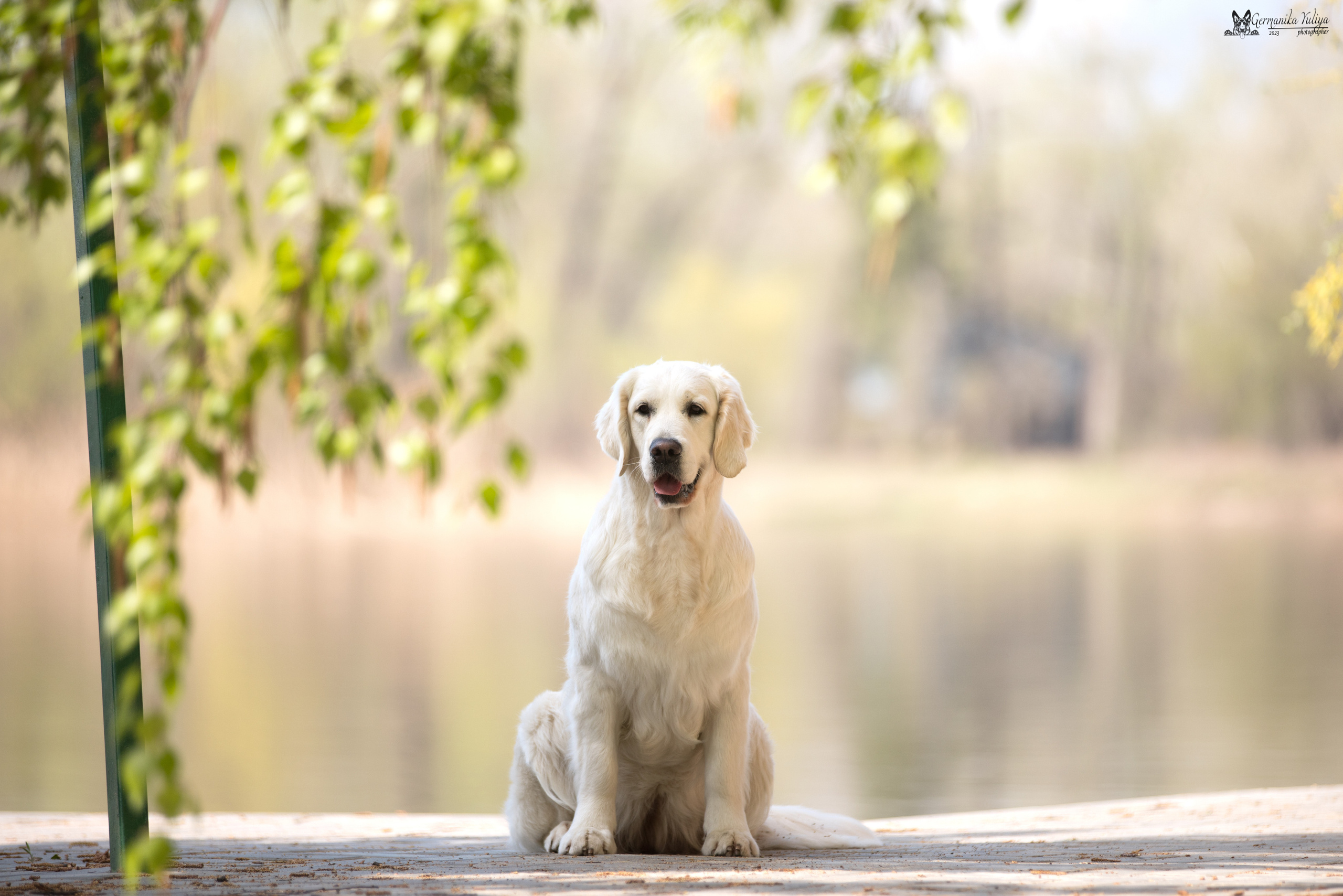 Голдены Саратов 24.04.2023. Фотограф-анималист Юлия Германика
