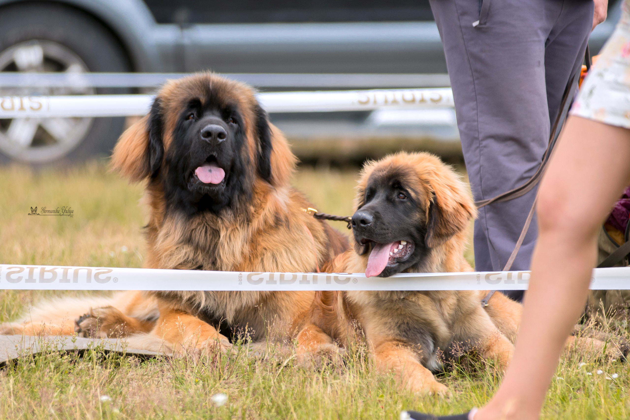 Волжанка 8.07.2023. Фотограф-анималист Юлия Германика