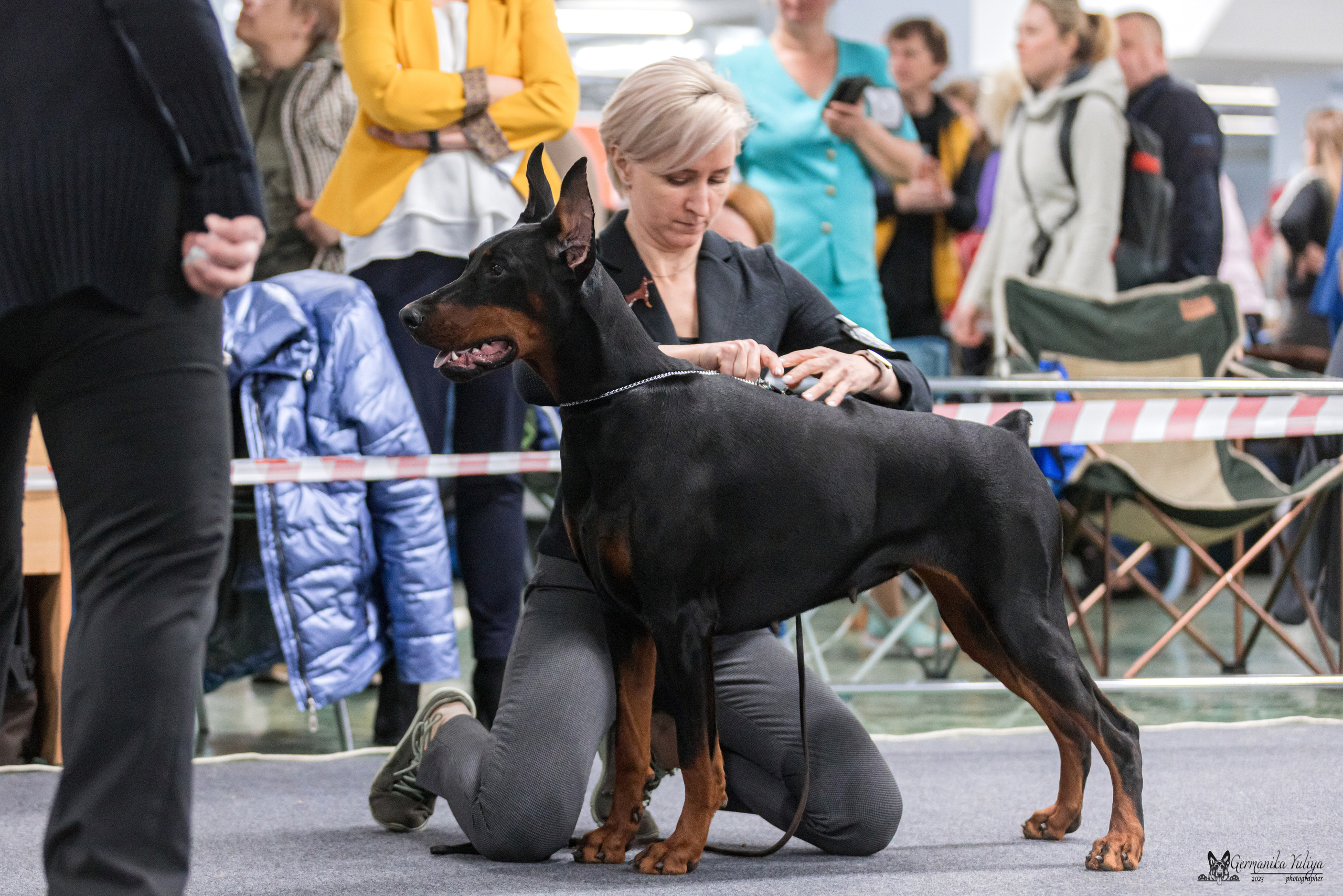 Сфера+доберманы 02.04.2023. Фотограф-анималист Юлия Германика
