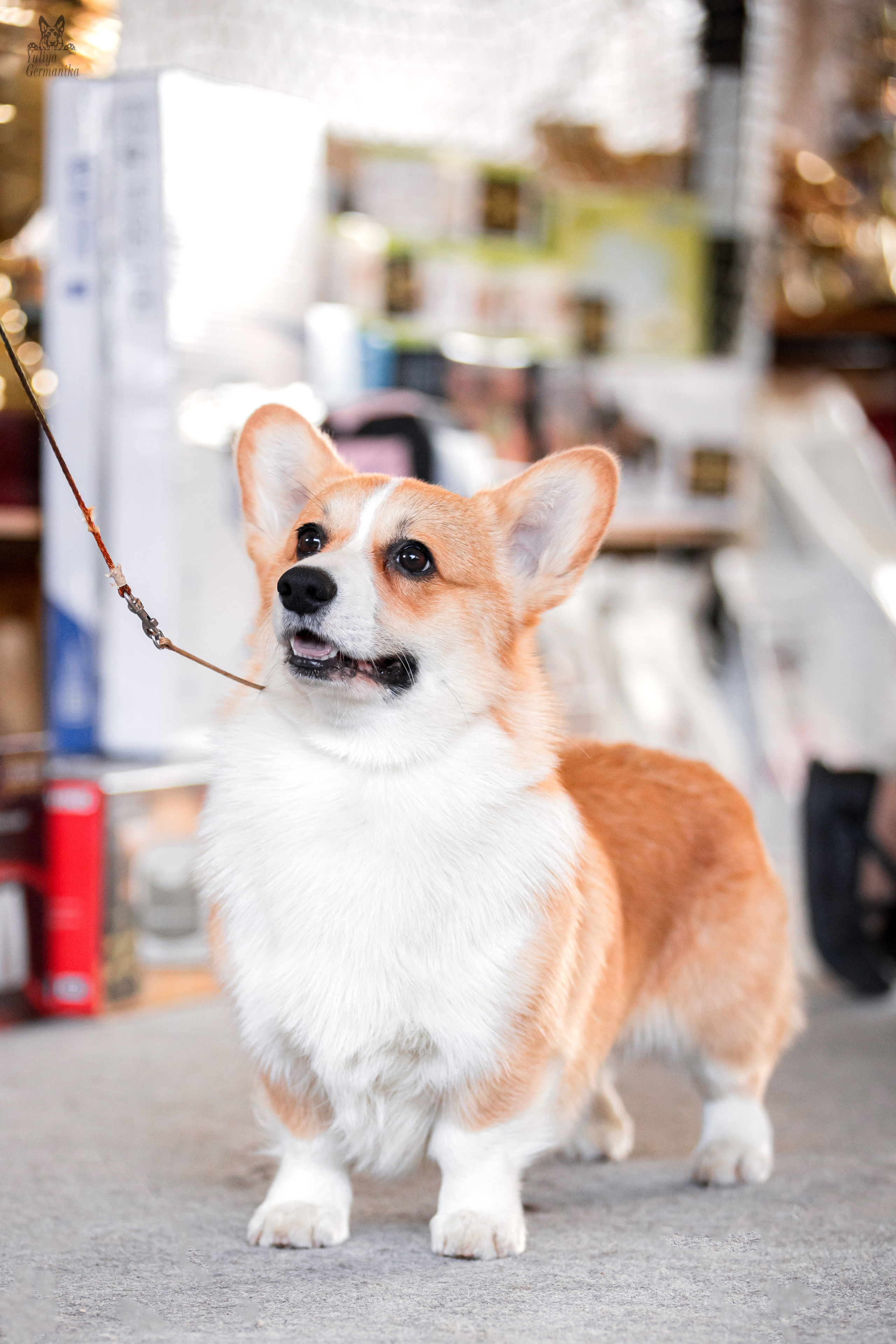 Тверь 01.04.2023. Фотограф-анималист Юлия Германика